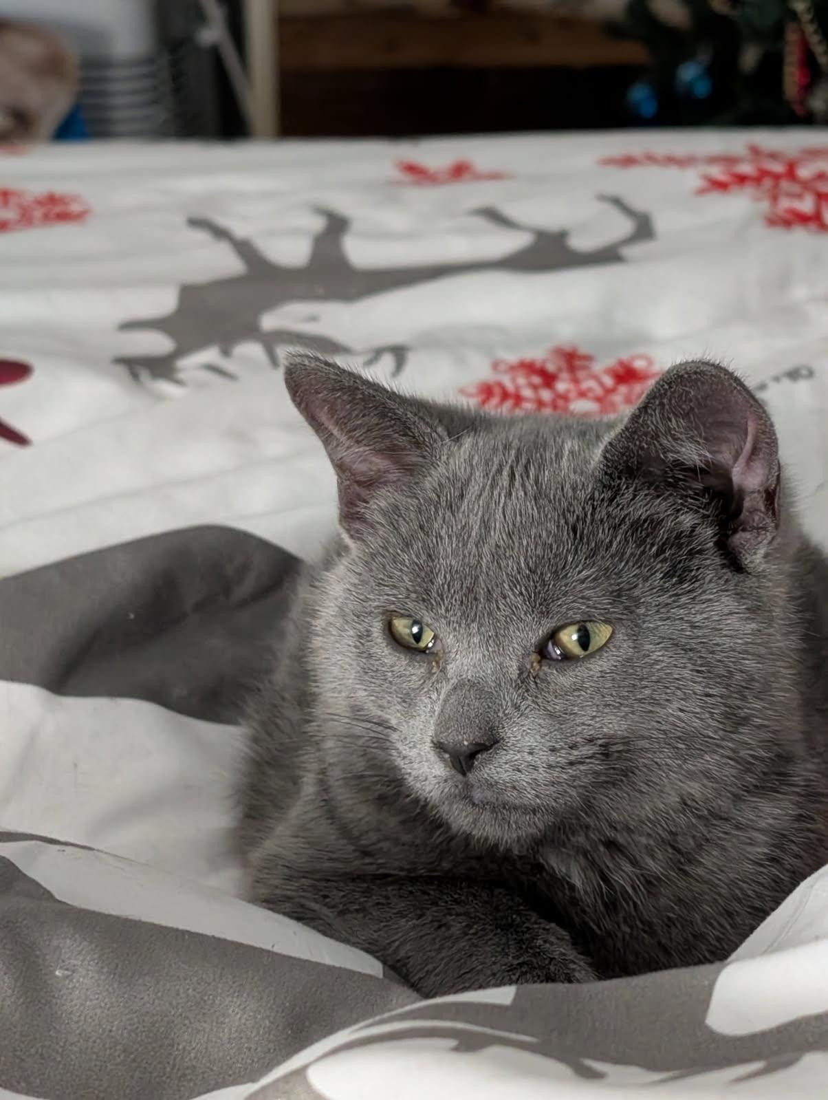 Apostrophe, a Adoptable Domestic Short Hair in Anjou, QC image 4/5