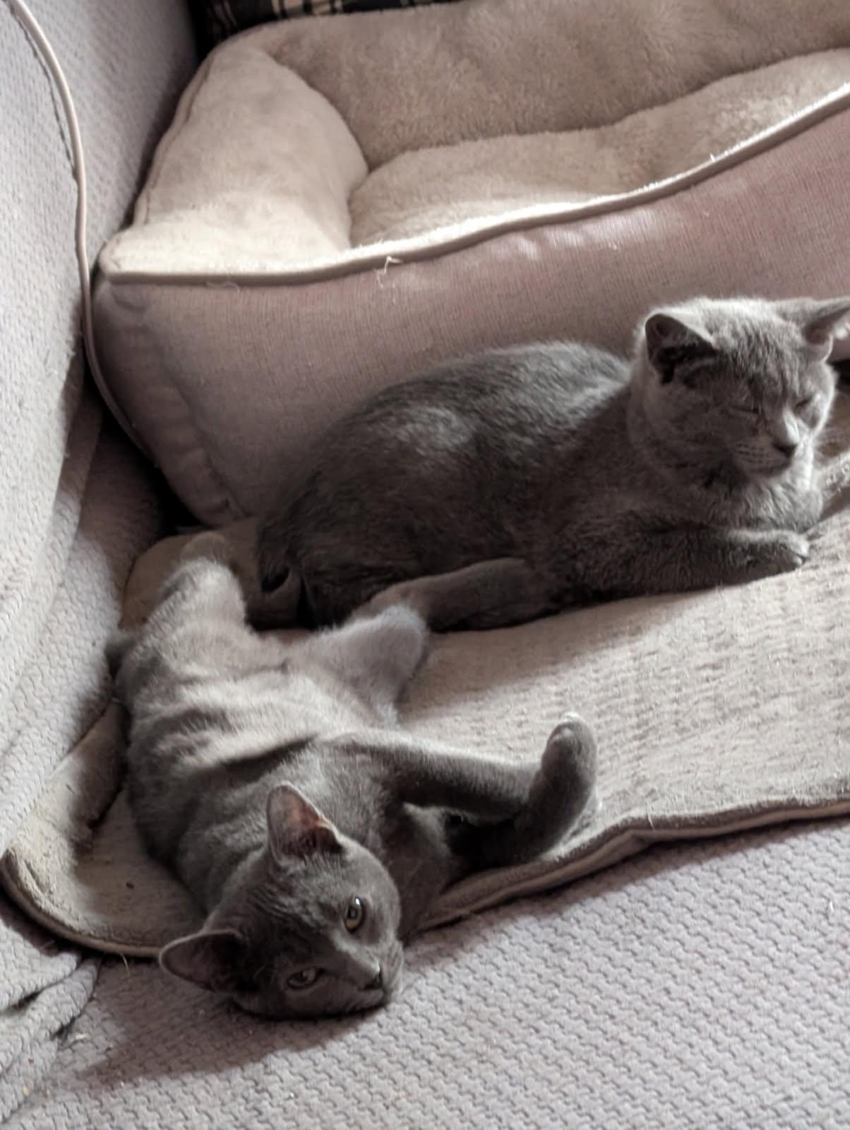 Apostrophe, a Adoptable Domestic Short Hair in Anjou, QC image 5/5