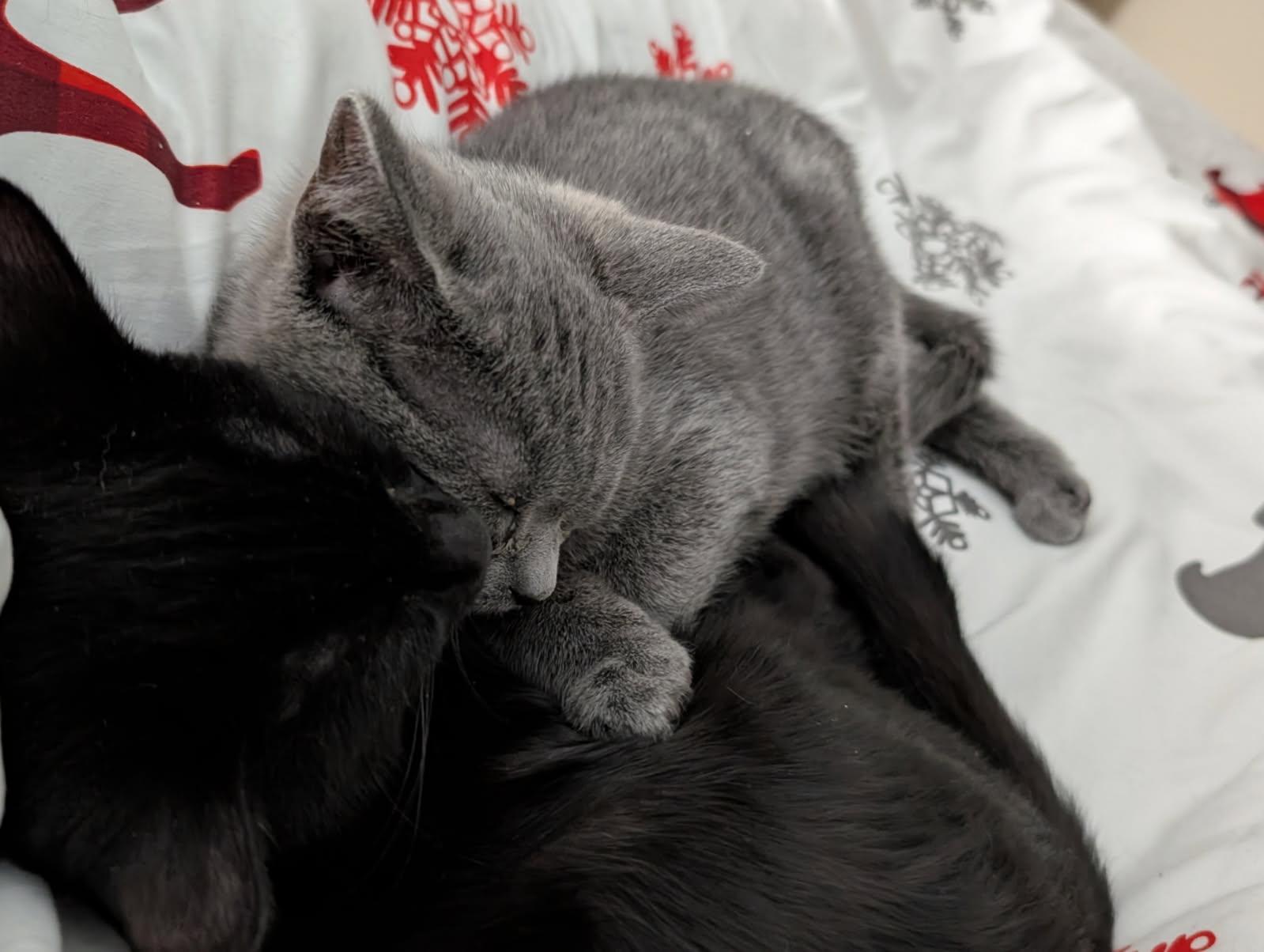 Apostrophe, a Adoptable Domestic Short Hair in Anjou, QC image 1/5