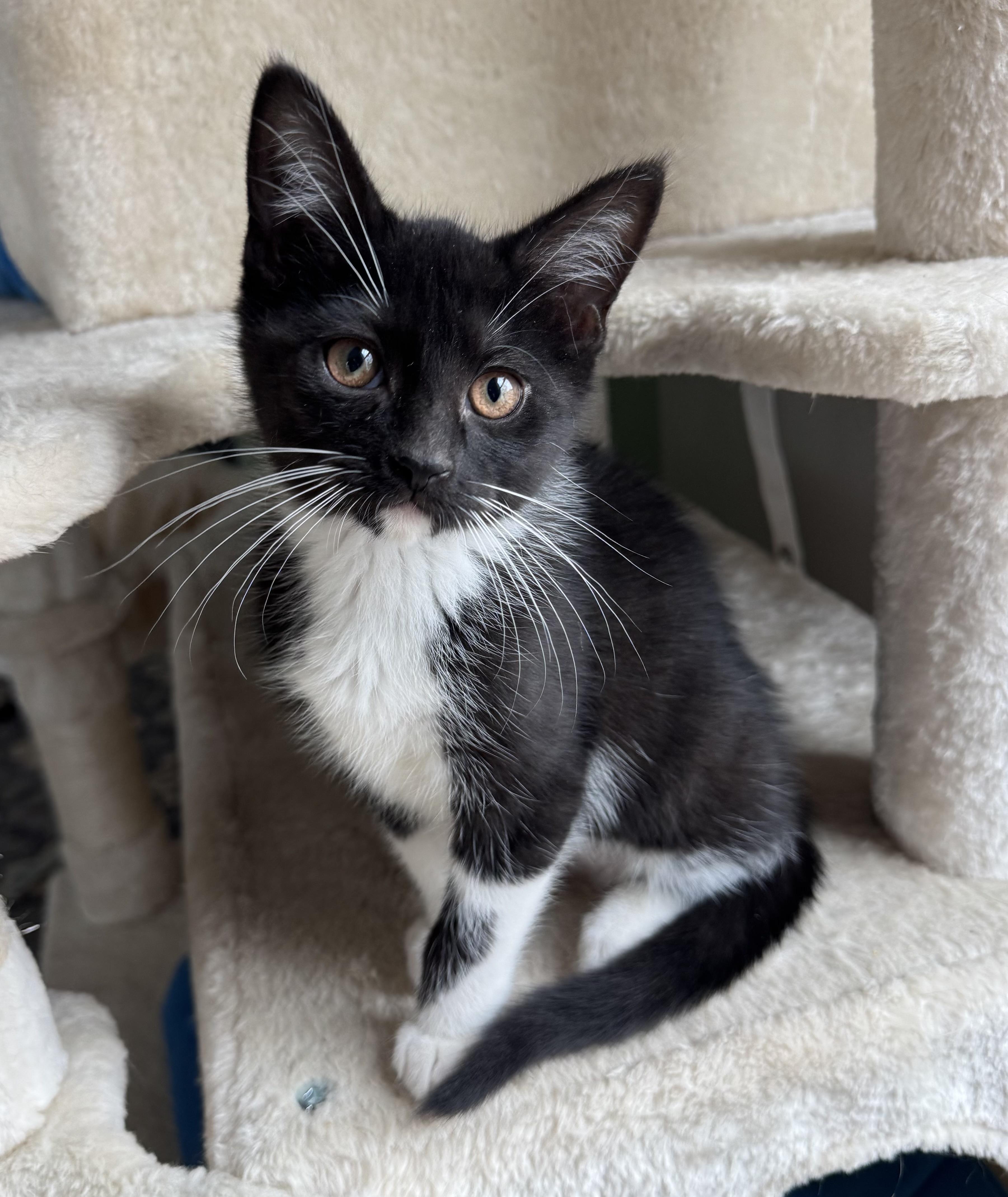 Enlarge Madonna, an adopted Tuxedo in Goshen, IN image 3/3