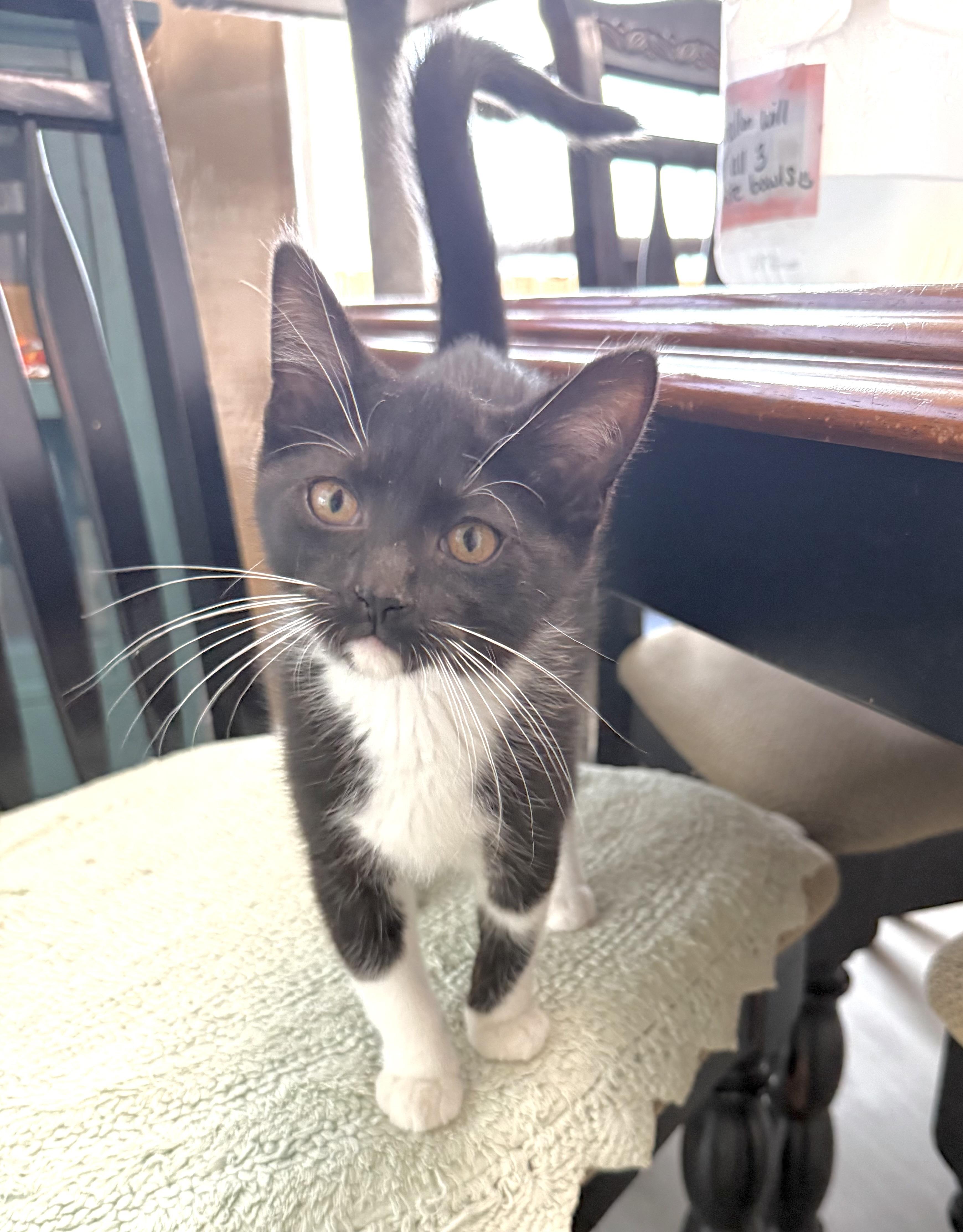 Enlarge Madonna, an adopted Tuxedo in Goshen, IN image 1/3