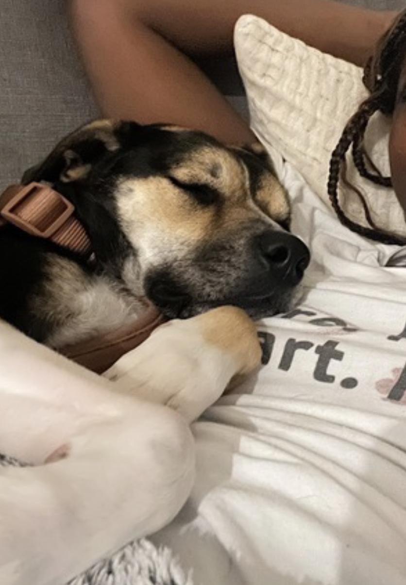 Koko — thumbnail 4