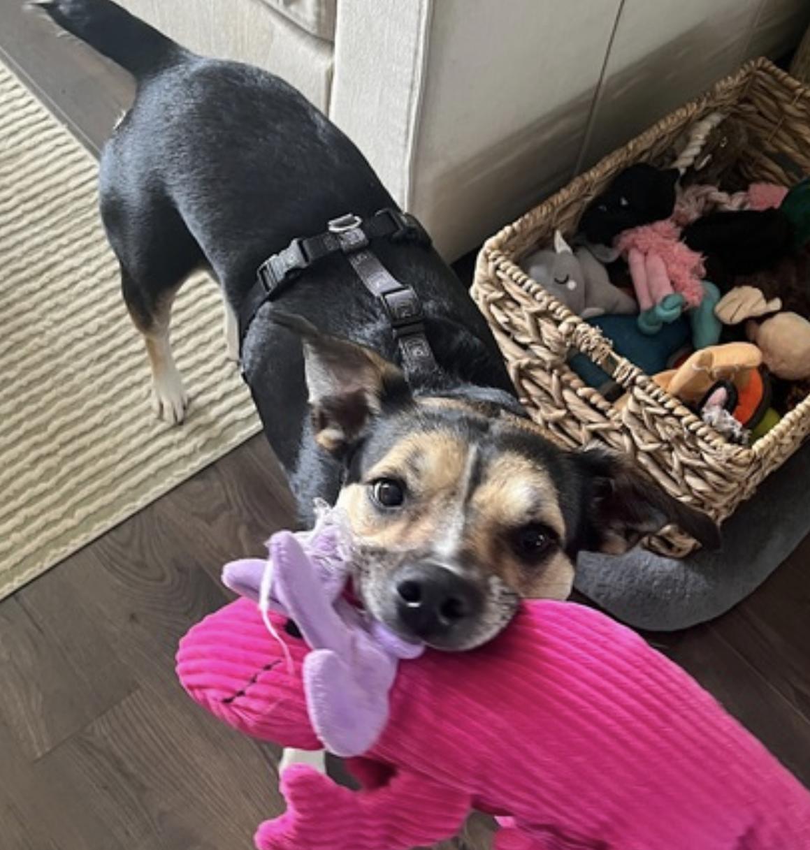 Koko — thumbnail 5