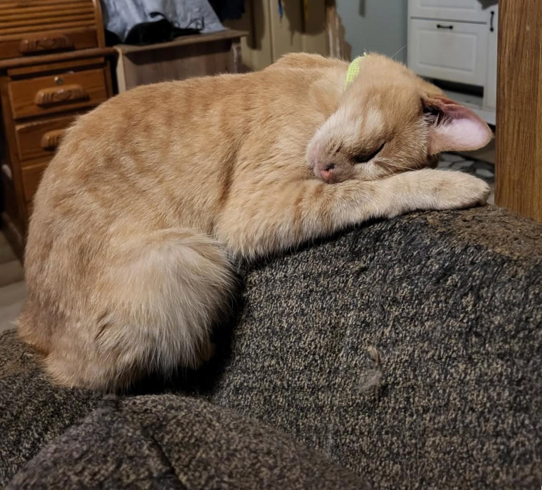 Meet Casey – Your Future Lap Buddy & Love Bug!