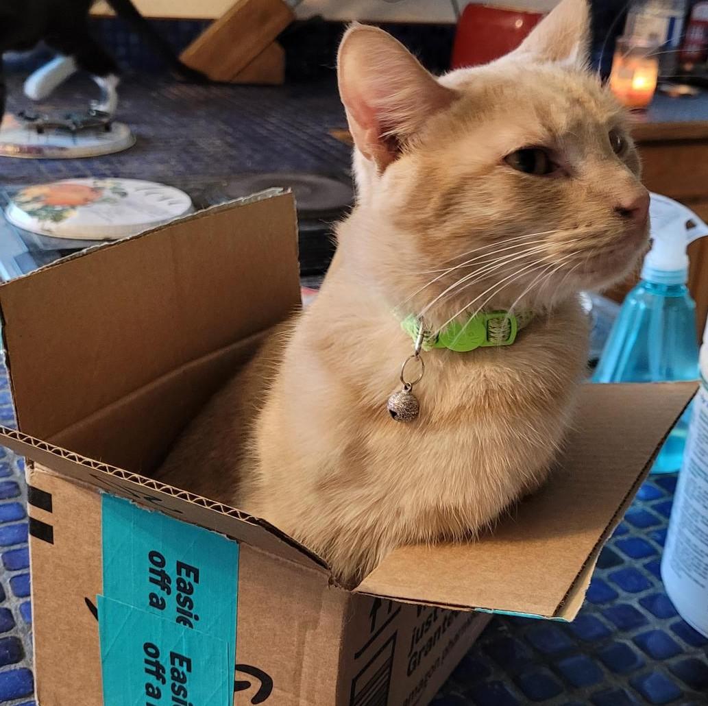 Meet Casey – Your Future Lap Buddy & Love Bug!