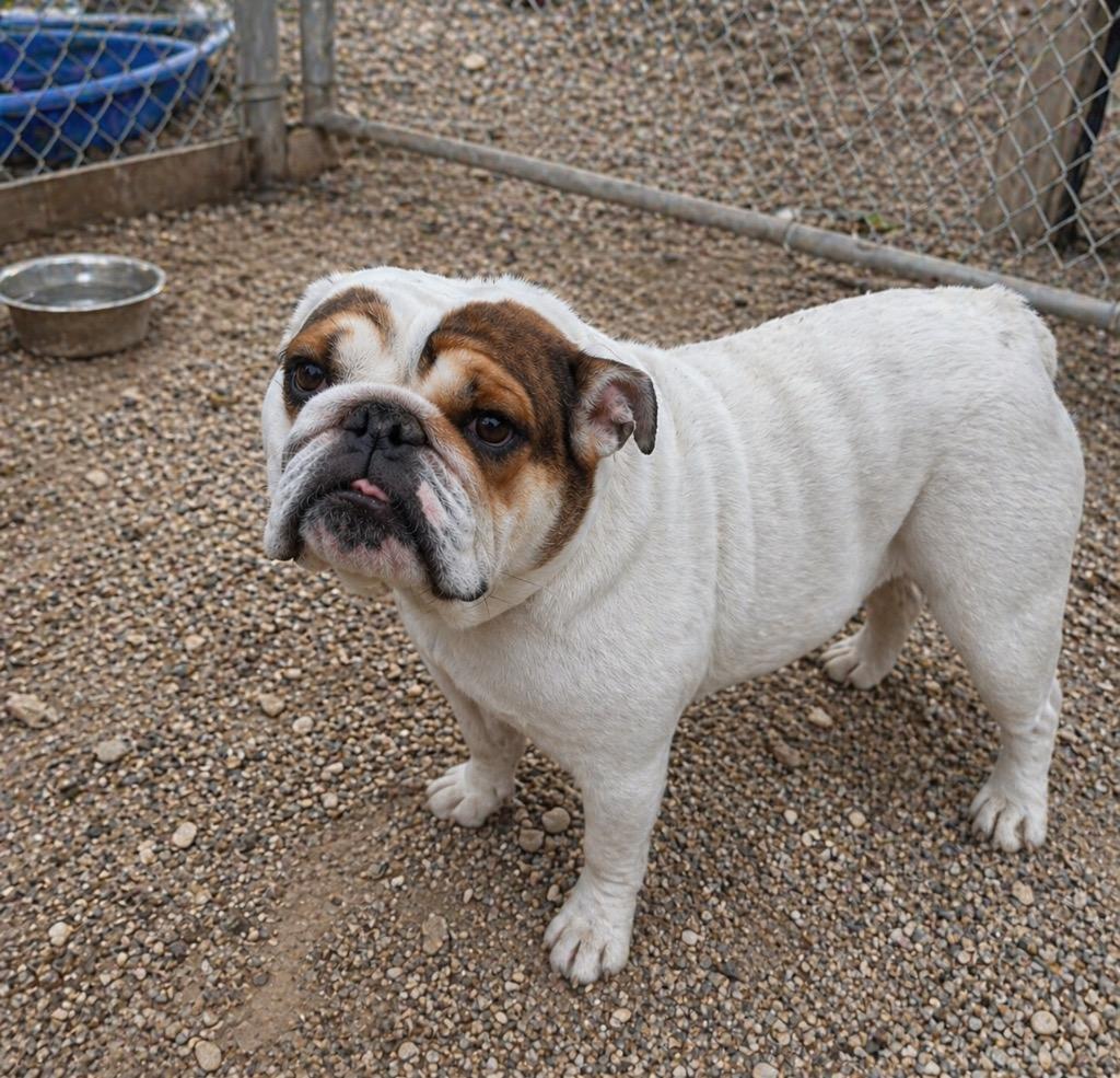 Willow Bean, Adoptable, Adult Female English Bulldog.