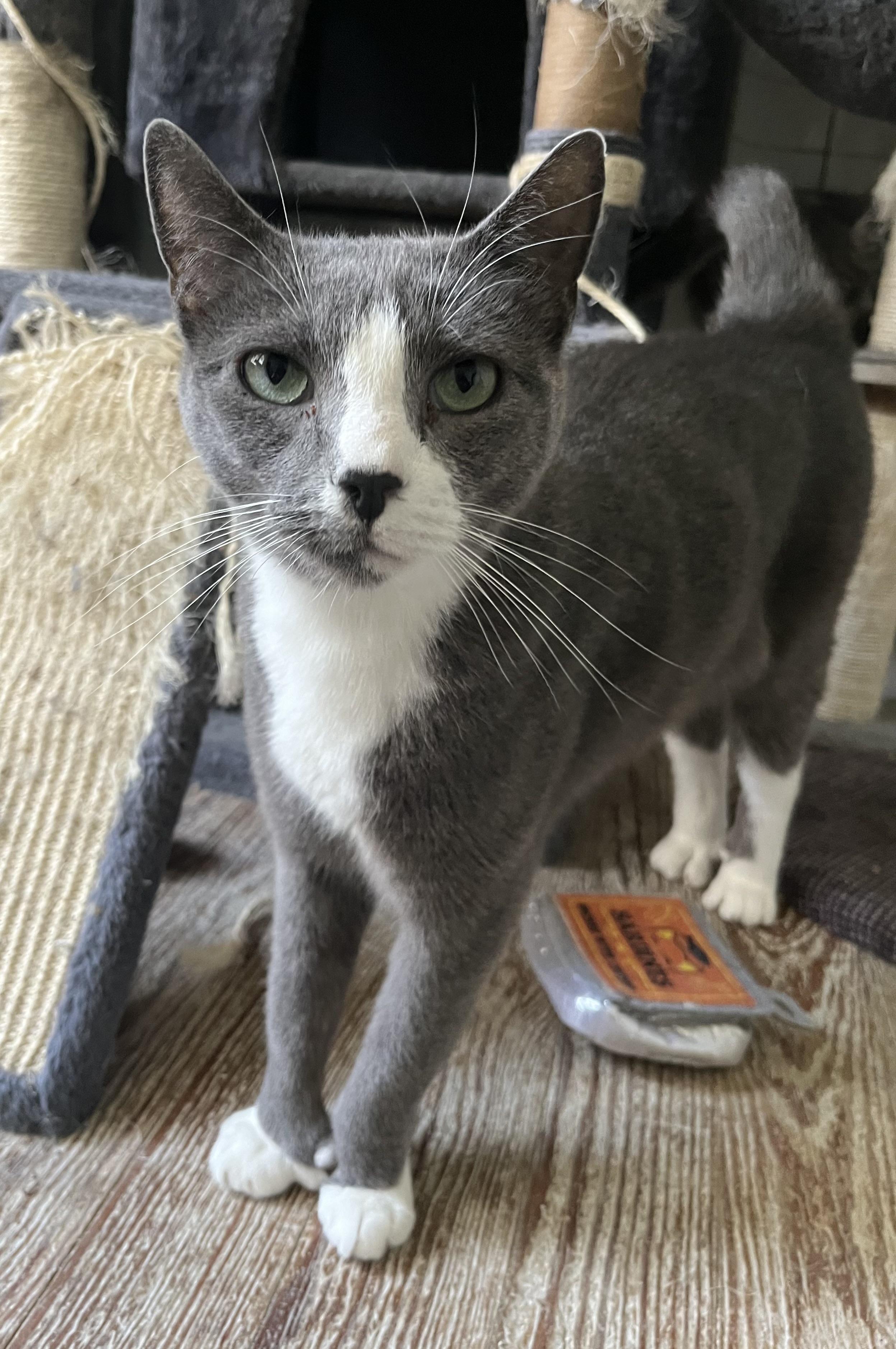 Mokeybear, a Adoptable Extra-Toes Cat / Hemingway Polydactyl in Shreveport, LA image 1/8