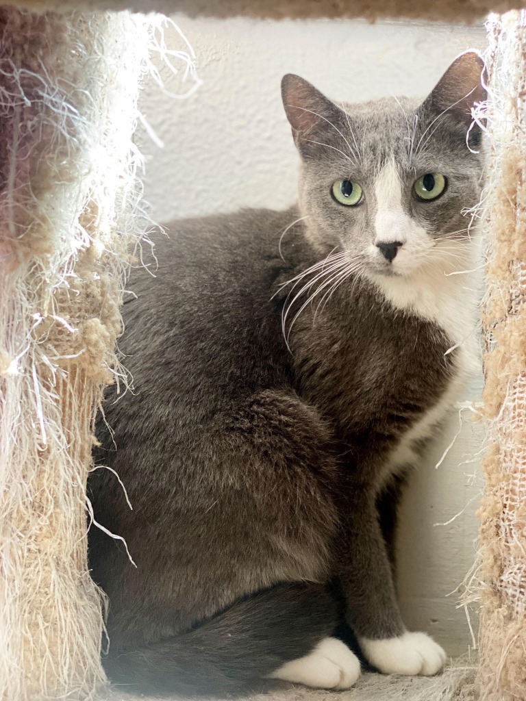 Mokeybear, a Adoptable Extra-Toes Cat / Hemingway Polydactyl in Shreveport, LA image 5/8