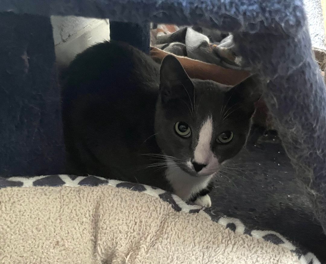 Mokeybear, a Adoptable Extra-Toes Cat / Hemingway Polydactyl in Shreveport, LA image 6/8