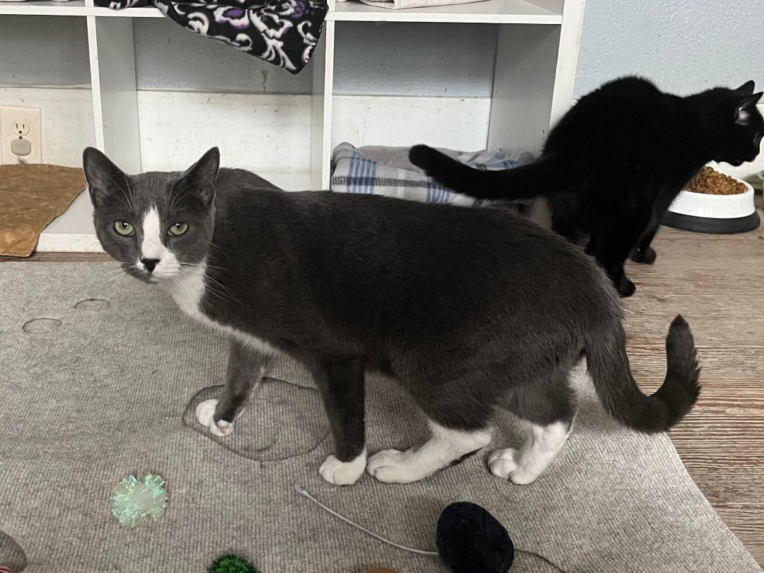 Enlarge Mokeybear, a Adoptable Extra-Toes Cat / Hemingway Polydactyl in Shreveport, LA image 7/8