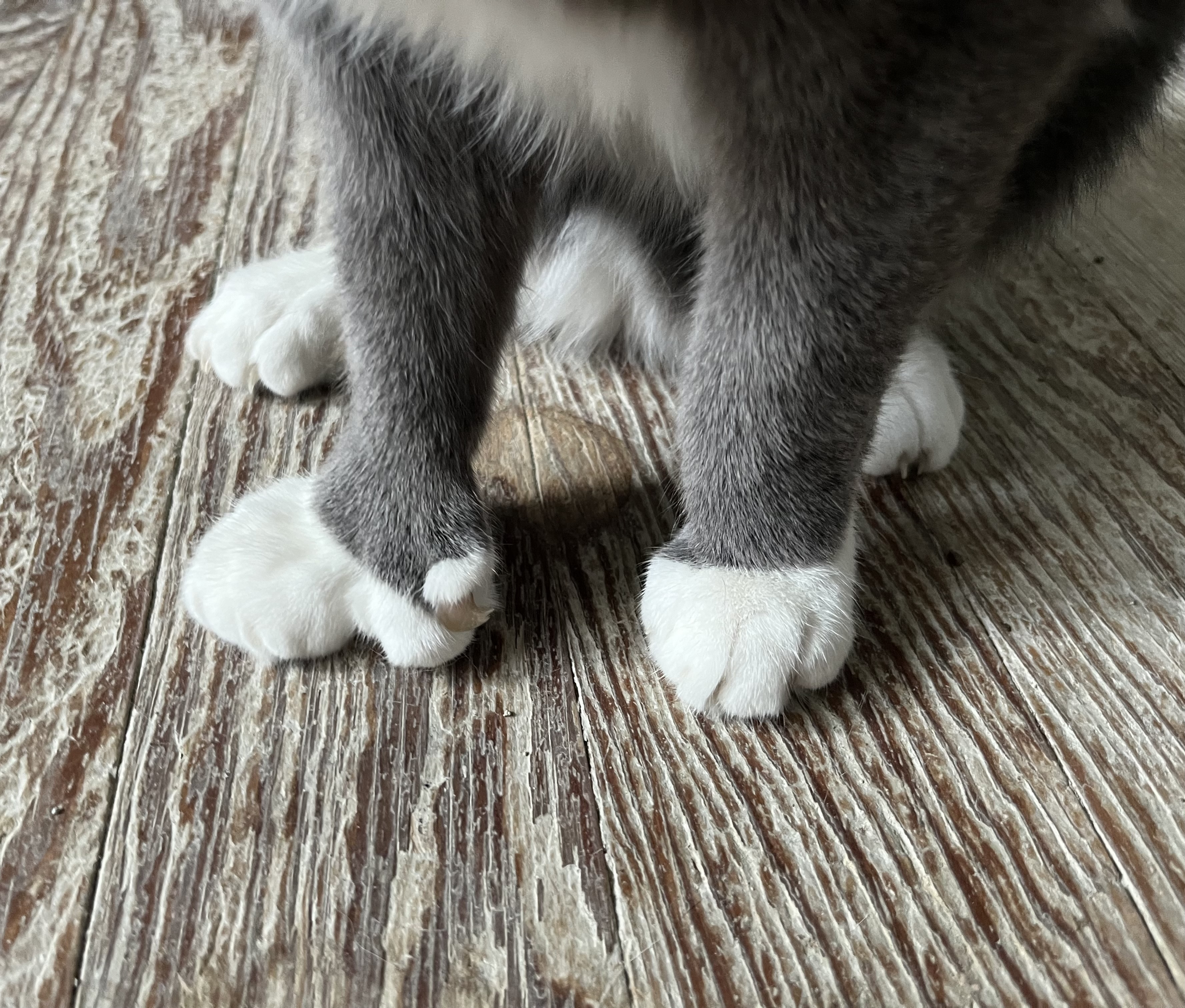 Enlarge Mokeybear, a Adoptable Extra-Toes Cat / Hemingway Polydactyl in Shreveport, LA image 8/8