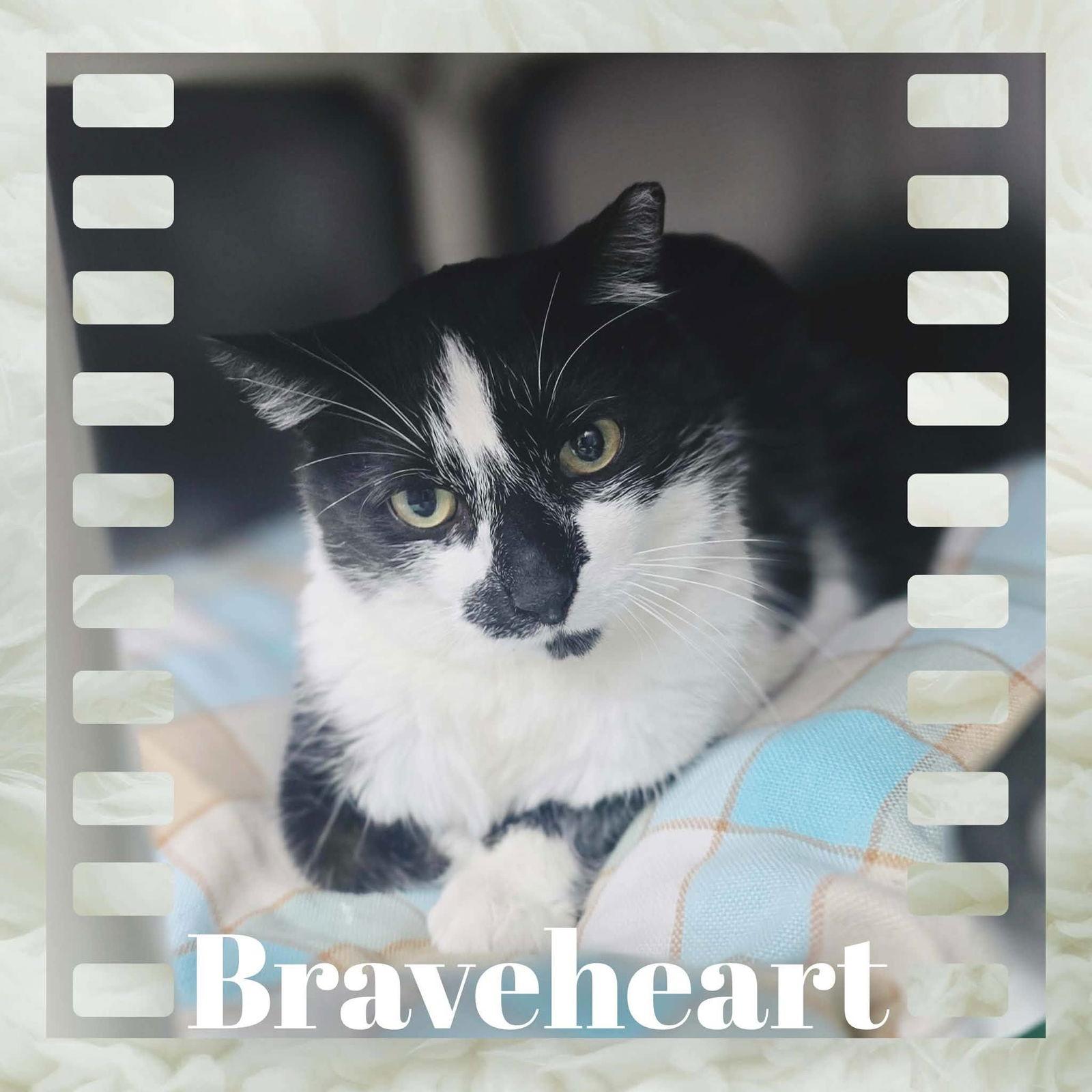 Braveheart, Adoptable, Adult Male Domestic Short Hair.