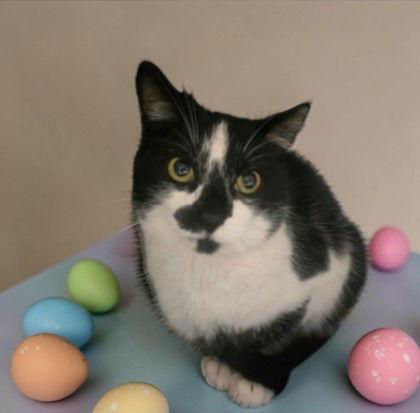 Braveheart, a Adoptable Domestic Short Hair in Sullivan, IN image 2/2