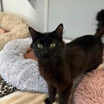 Jewel, Adoptable, Adult Female Domestic Long Hair.