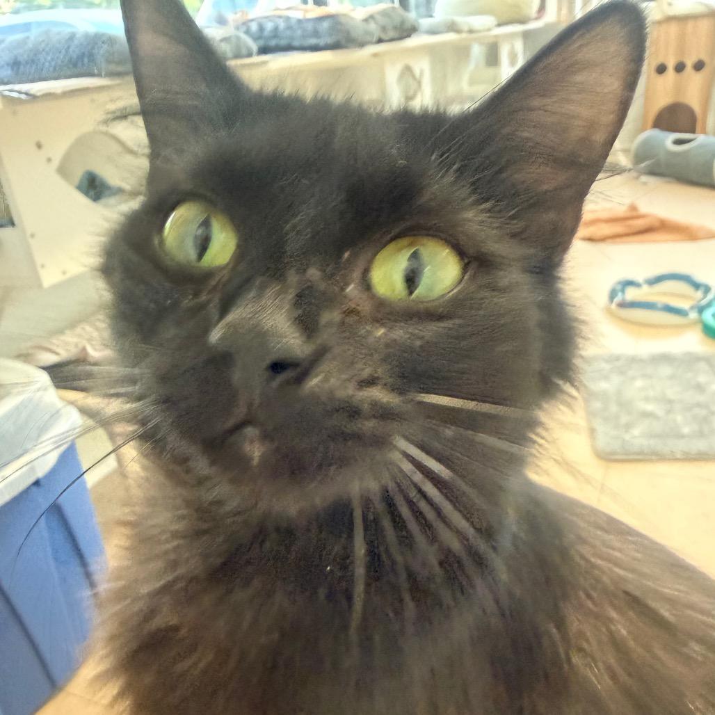 Enlarge Jewel, a Adoptable Domestic Long Hair in Greensboro, GA image 2/5