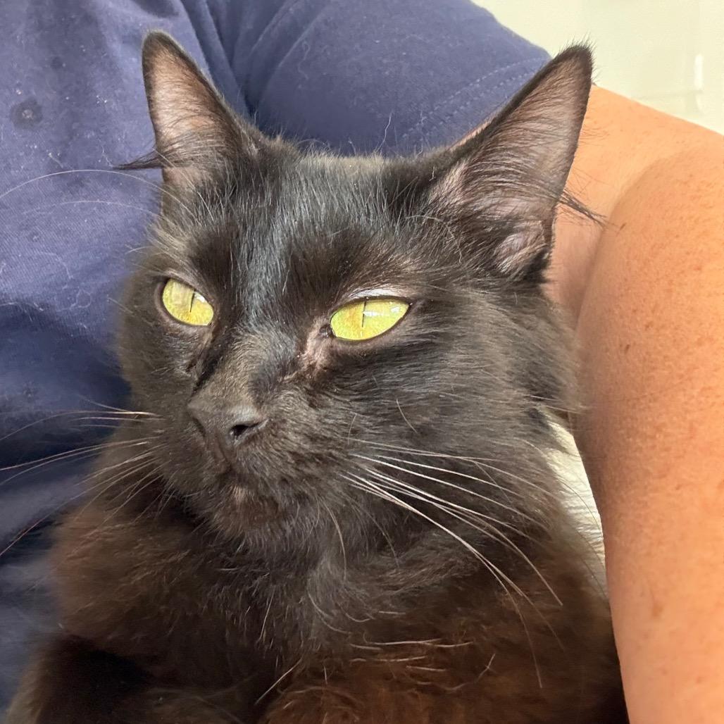 Enlarge Jewel, a Adoptable Domestic Long Hair in Greensboro, GA image 3/5