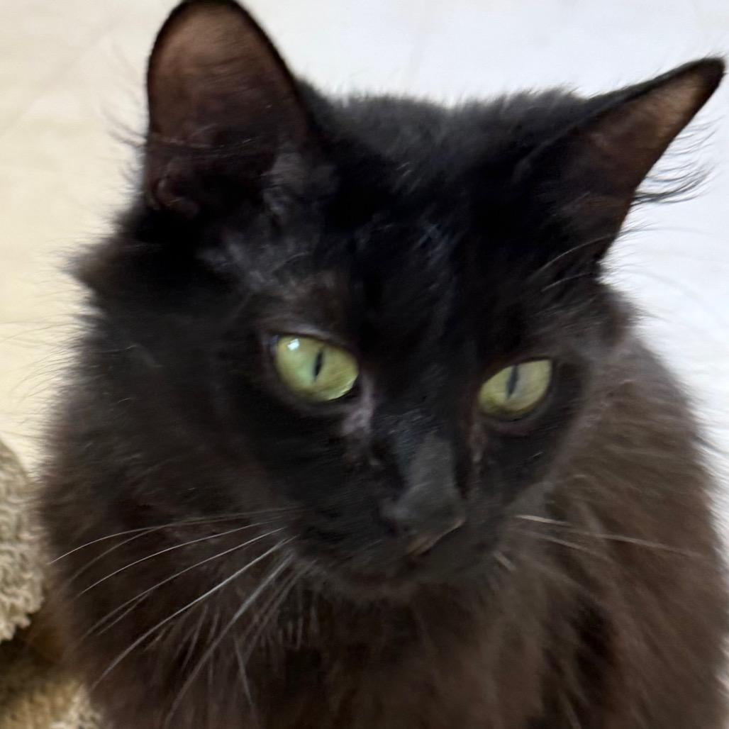 Enlarge Jewel, a Adoptable Domestic Long Hair in Greensboro, GA image 4/5