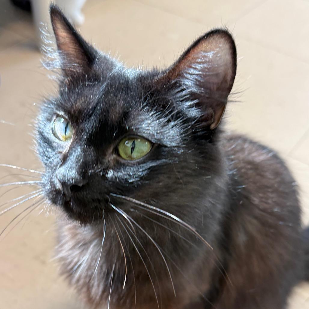 Enlarge Jewel, a Adoptable Domestic Long Hair in Greensboro, GA image 5/5