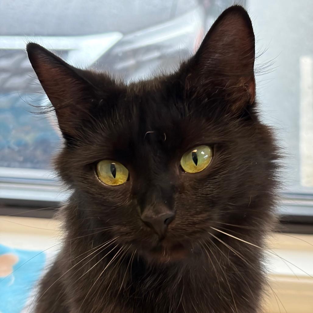 Enlarge Jewel, a Adoptable Domestic Long Hair in Greensboro, GA image 4/5