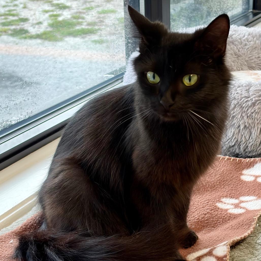 Enlarge Jewel, a Adoptable Domestic Long Hair in Greensboro, GA image 5/5