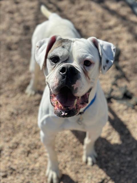 LONGSHOT, Adoptable, Adult Male American Bulldog.