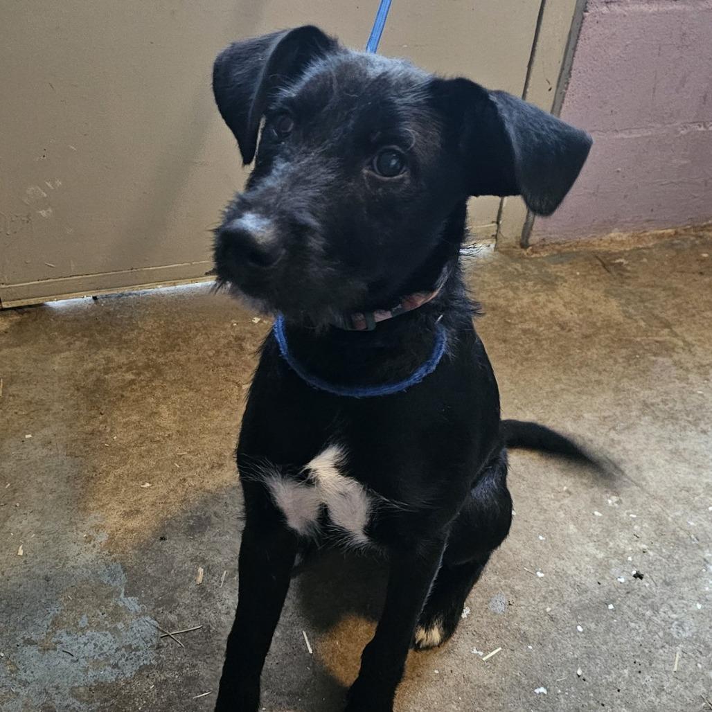 Enlarge Jerri, a Adoptable mixed breed in Pulaski, TN image 1/1