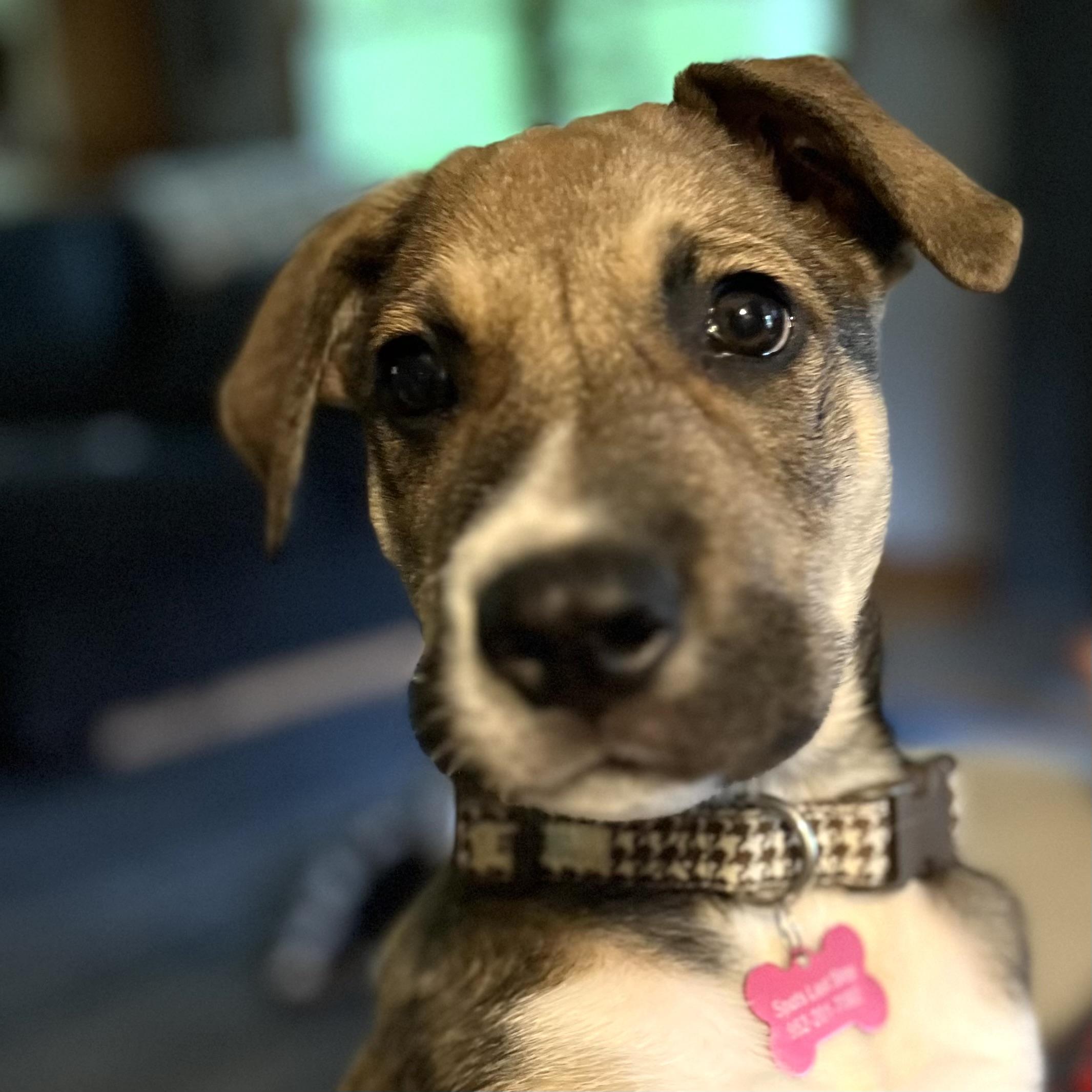 Kramer, ADOPTABLE, Puppy Male Black Mouth Cur & Mixed Breed.