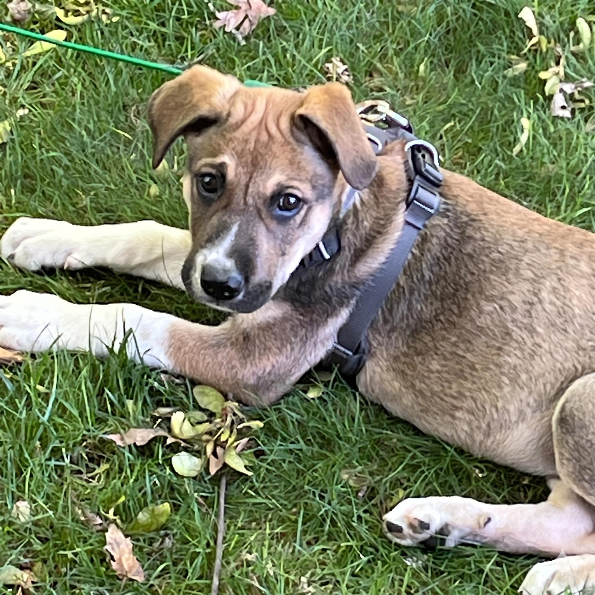 Kramer, a ADOPTABLE mixed breed in Prior Lake, MN image 2/6