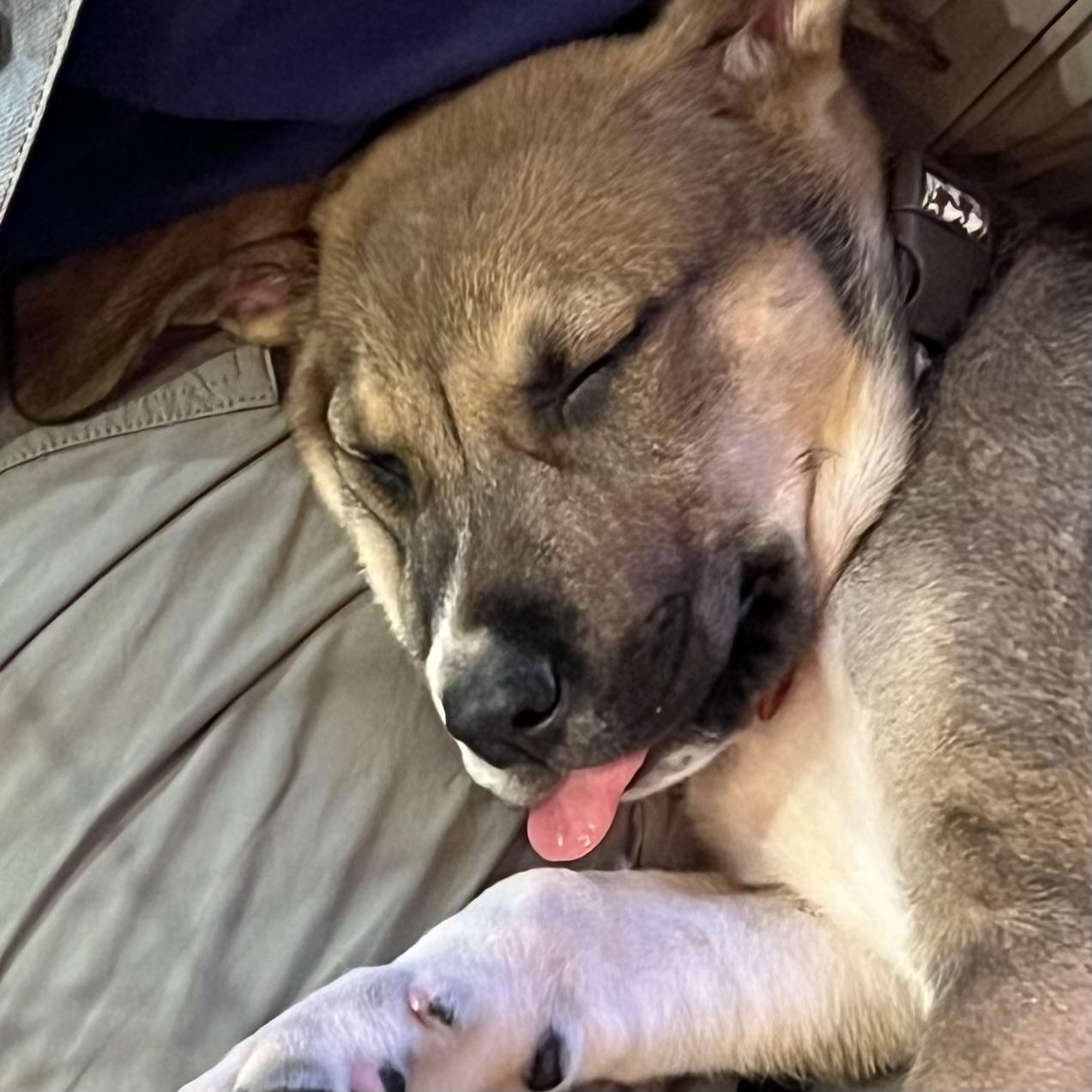 Kramer, a ADOPTABLE mixed breed in Prior Lake, MN image 5/6