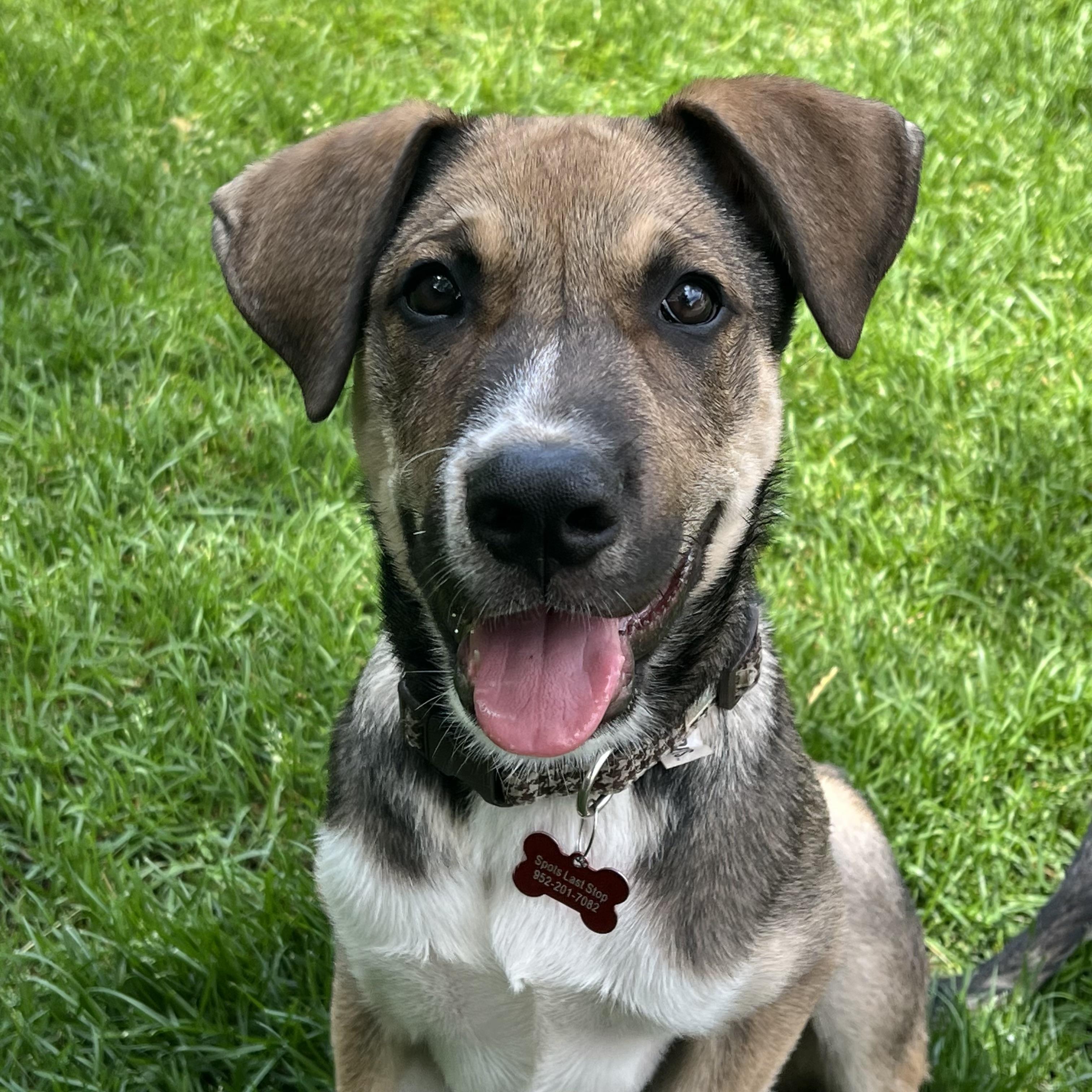 Kramer, a ADOPTABLE mixed breed in Prior Lake, MN image 1/6