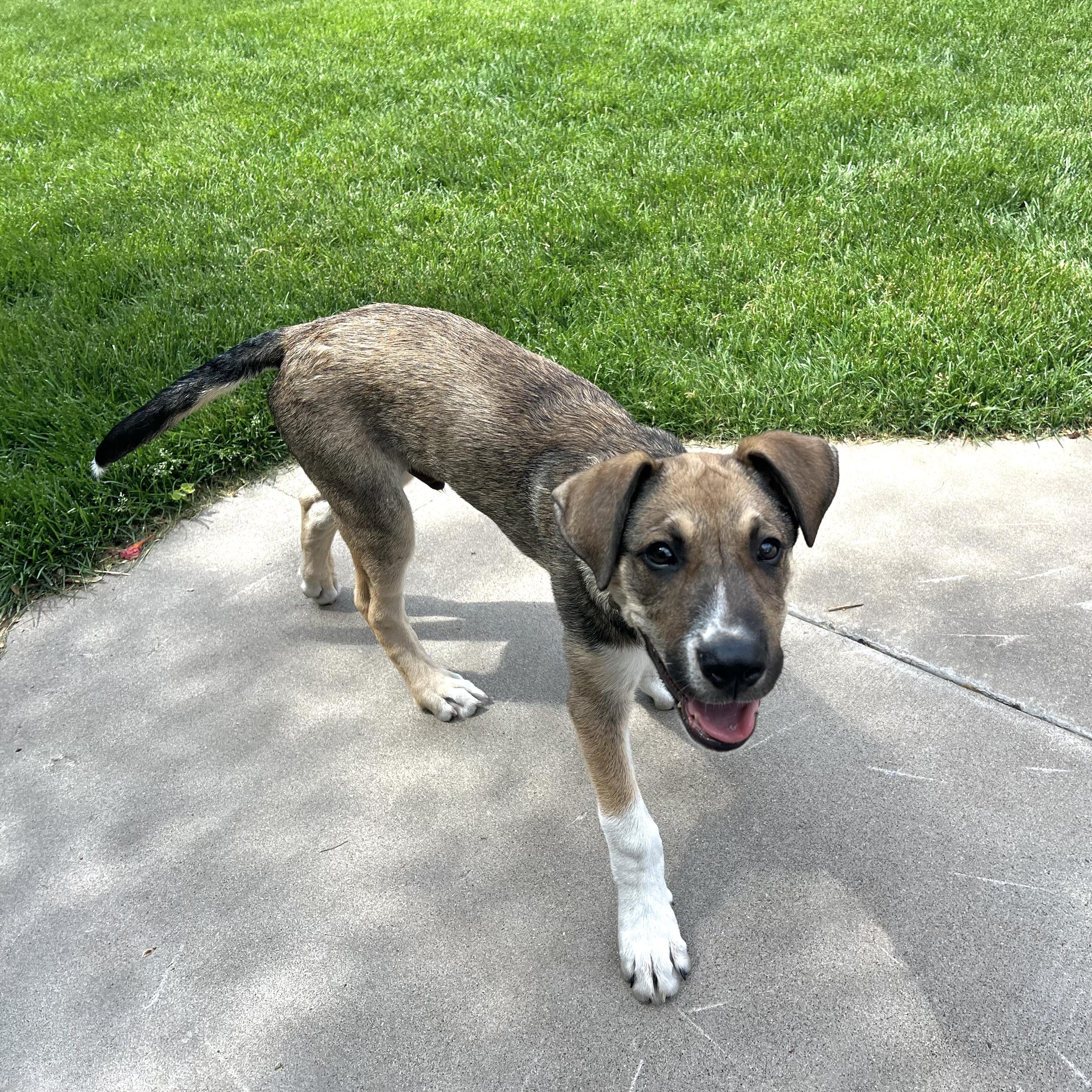 Kramer, a ADOPTABLE mixed breed in Prior Lake, MN image 6/6