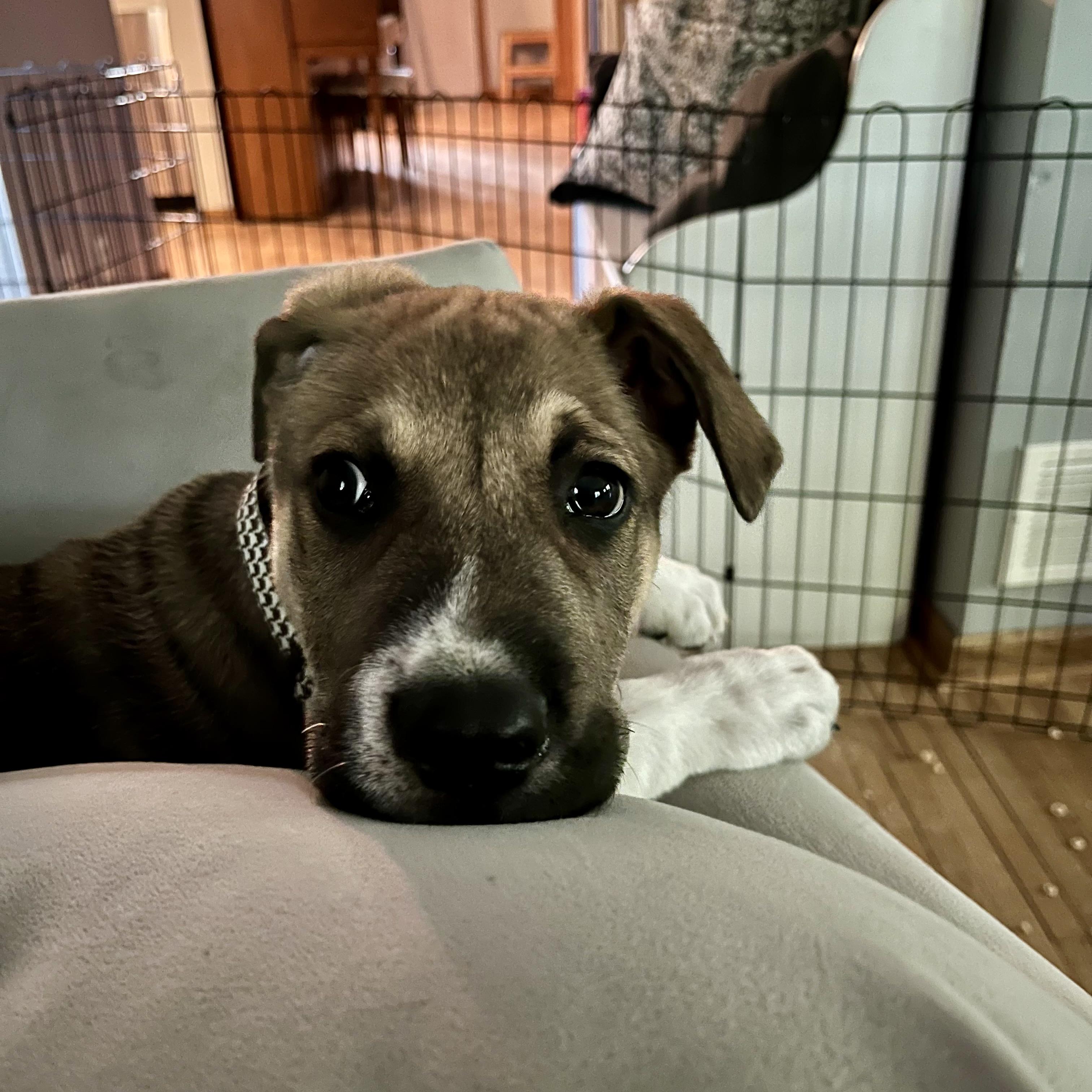 Kramer, a ADOPTABLE mixed breed in Prior Lake, MN image 3/6