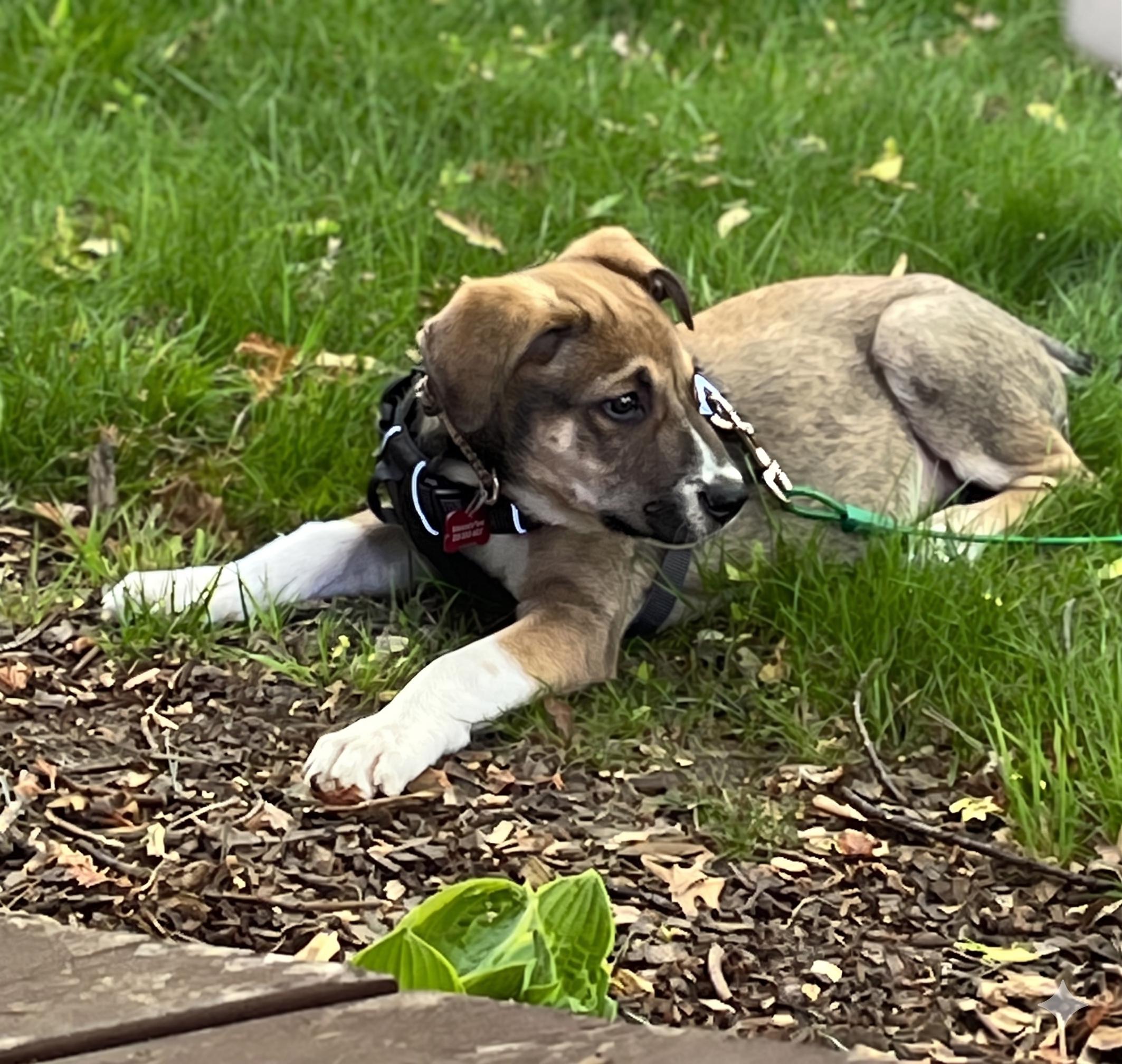 Kramer, a ADOPTABLE mixed breed in Prior Lake, MN image 6/6