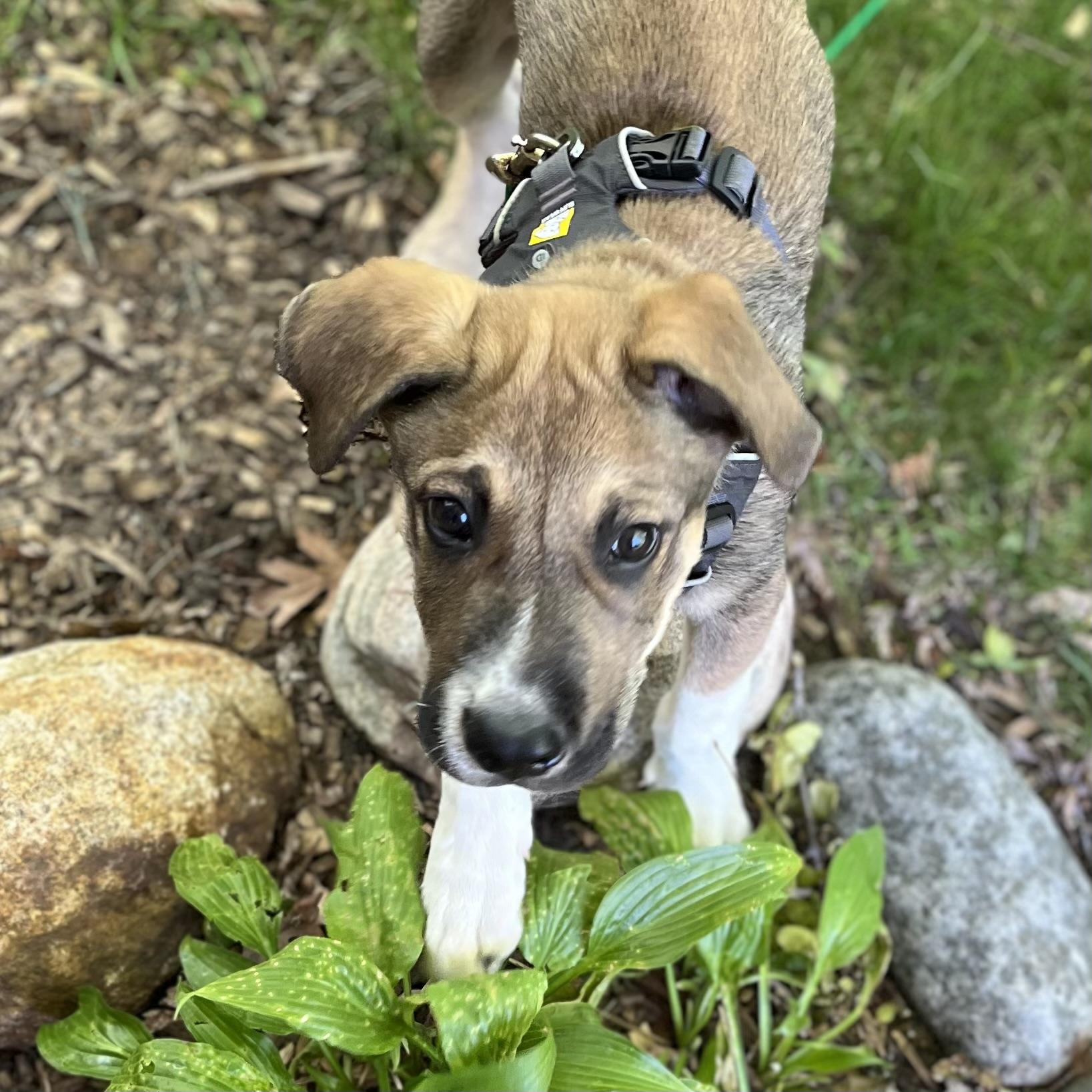 Kramer, a ADOPTABLE mixed breed in Prior Lake, MN image 4/6