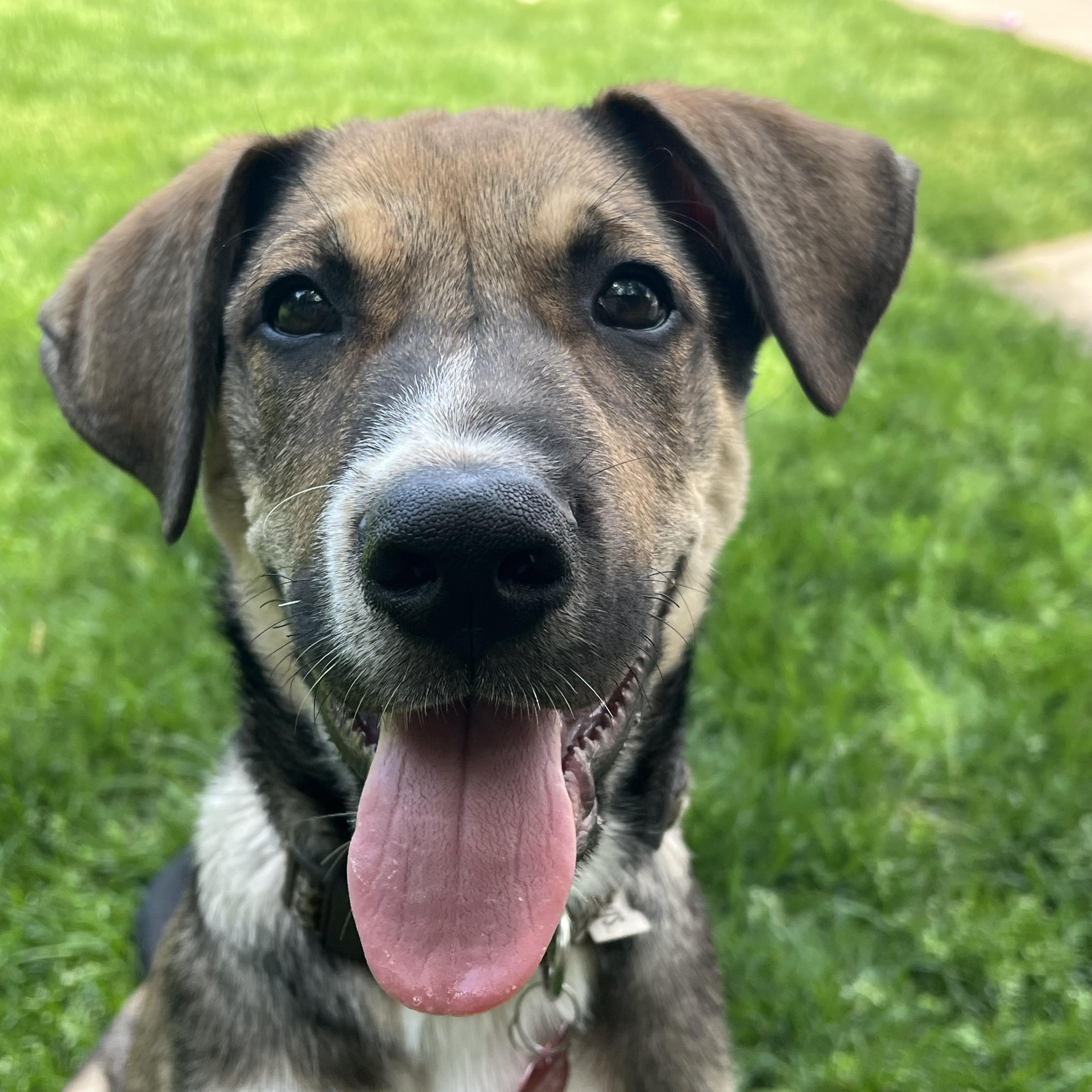 Kramer, a ADOPTABLE mixed breed in Prior Lake, MN image 5/6