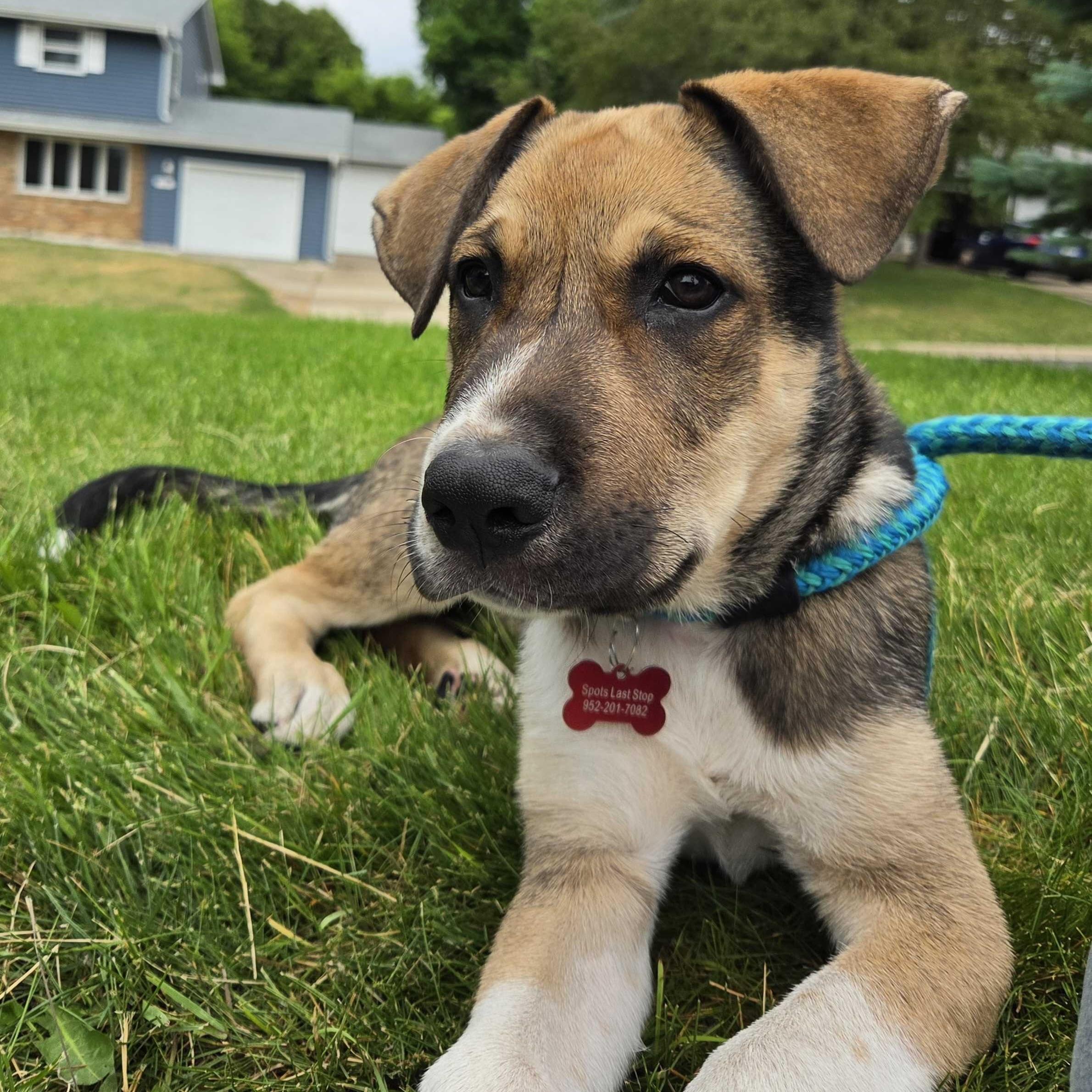 Kramer, a ADOPTABLE mixed breed in Prior Lake, MN image 4/6