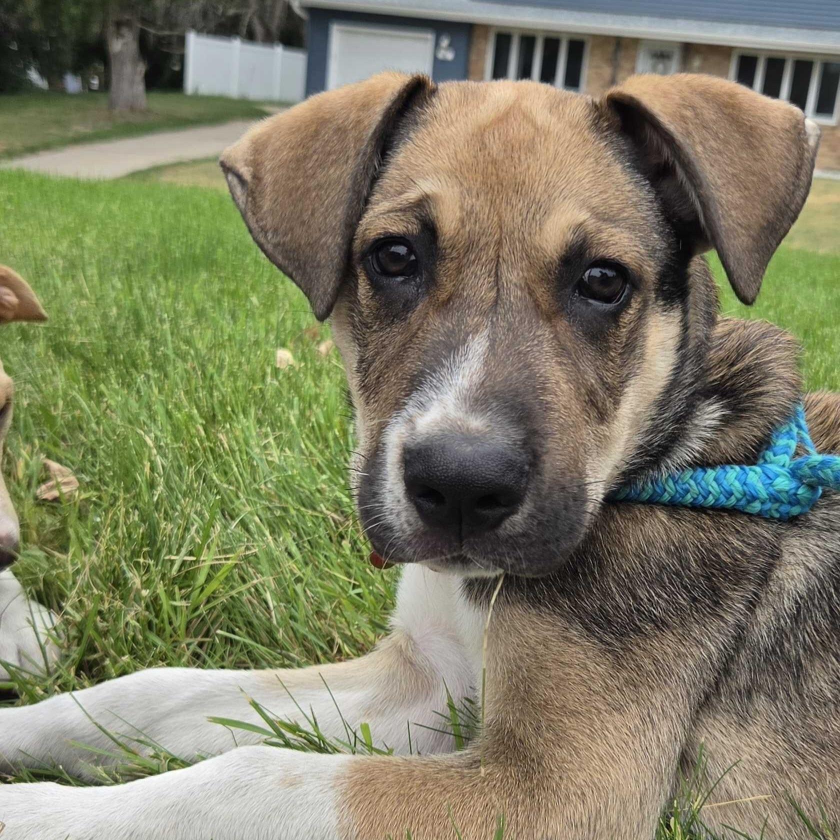 Kramer, a ADOPTABLE mixed breed in Prior Lake, MN image 2/6