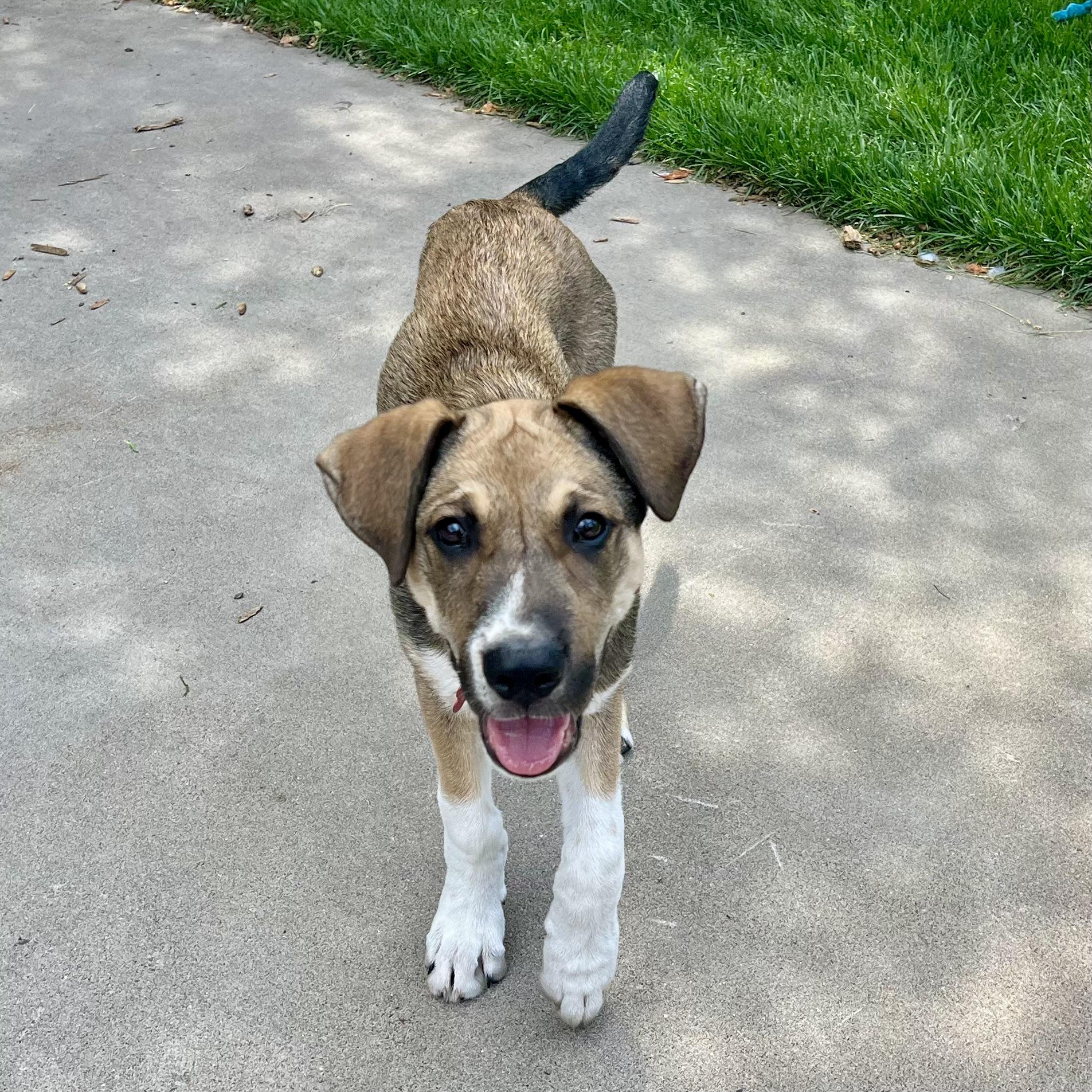 Kramer, a ADOPTABLE mixed breed in Prior Lake, MN image 3/6