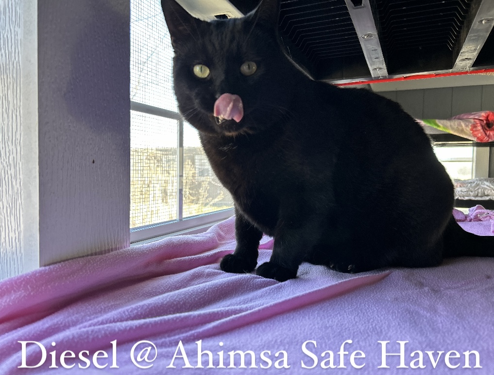 Enlarge Diesel, a Adoptable Domestic Short Hair in Onsted, MI image 3/4