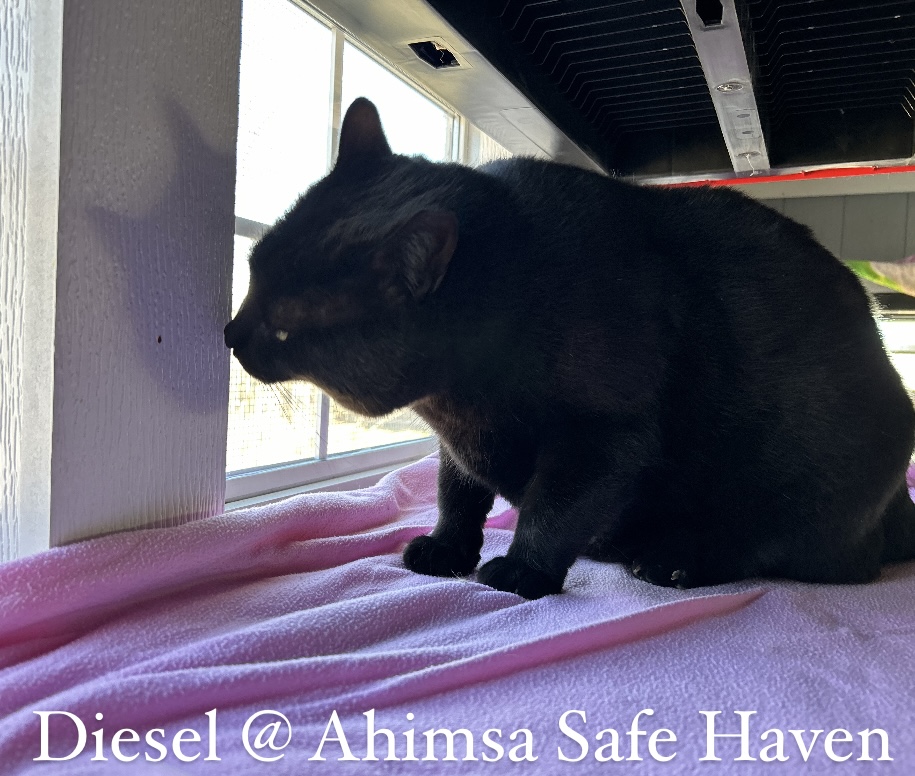 Enlarge Diesel, a Adoptable Domestic Short Hair in Onsted, MI image 4/4