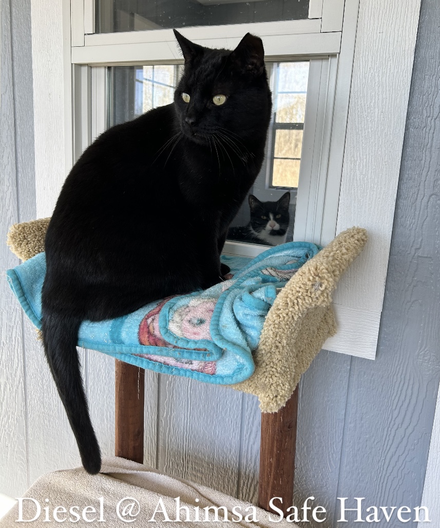 Enlarge Diesel, a Adoptable Domestic Short Hair in Onsted, MI image 2/4