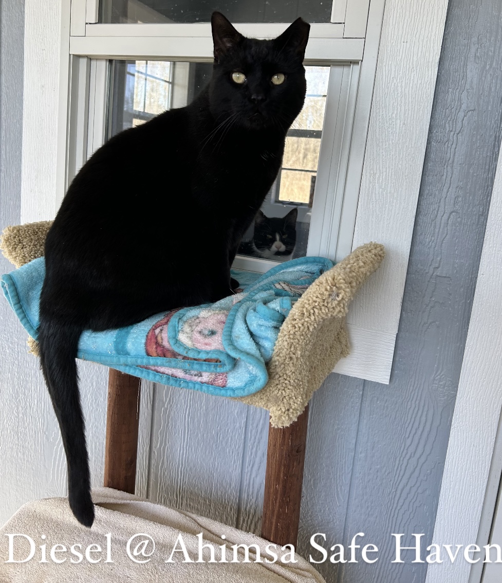 Enlarge Diesel, a Adoptable Domestic Short Hair in Onsted, MI image 1/4