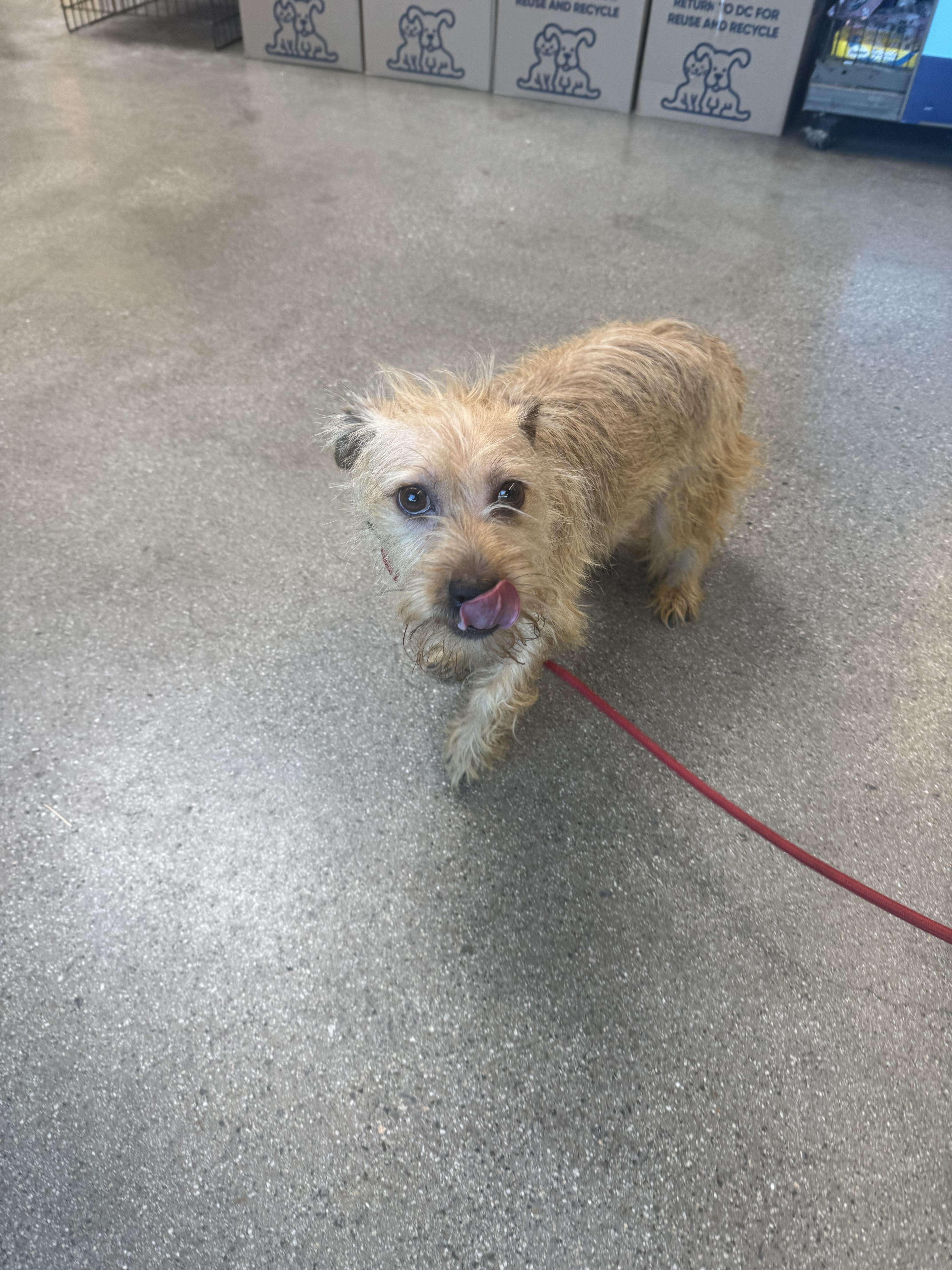 Spencer, a Adoptable mixed breed in Los Angeles, CA image 1/6