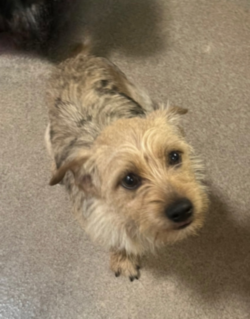 Spencer, a Adoptable mixed breed in Los Angeles, CA image 2/6