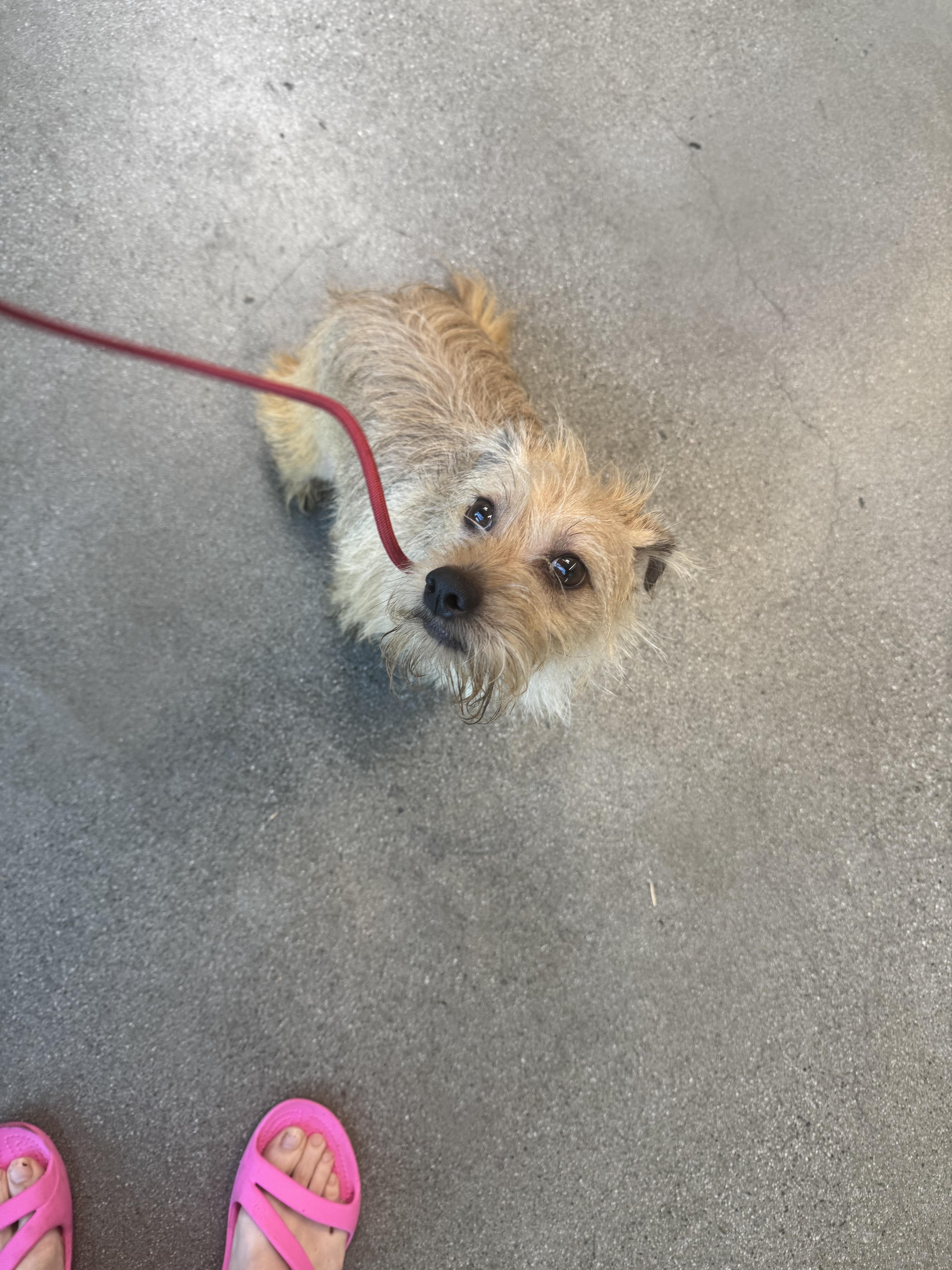 Spencer, a Adoptable mixed breed in Los Angeles, CA image 3/6