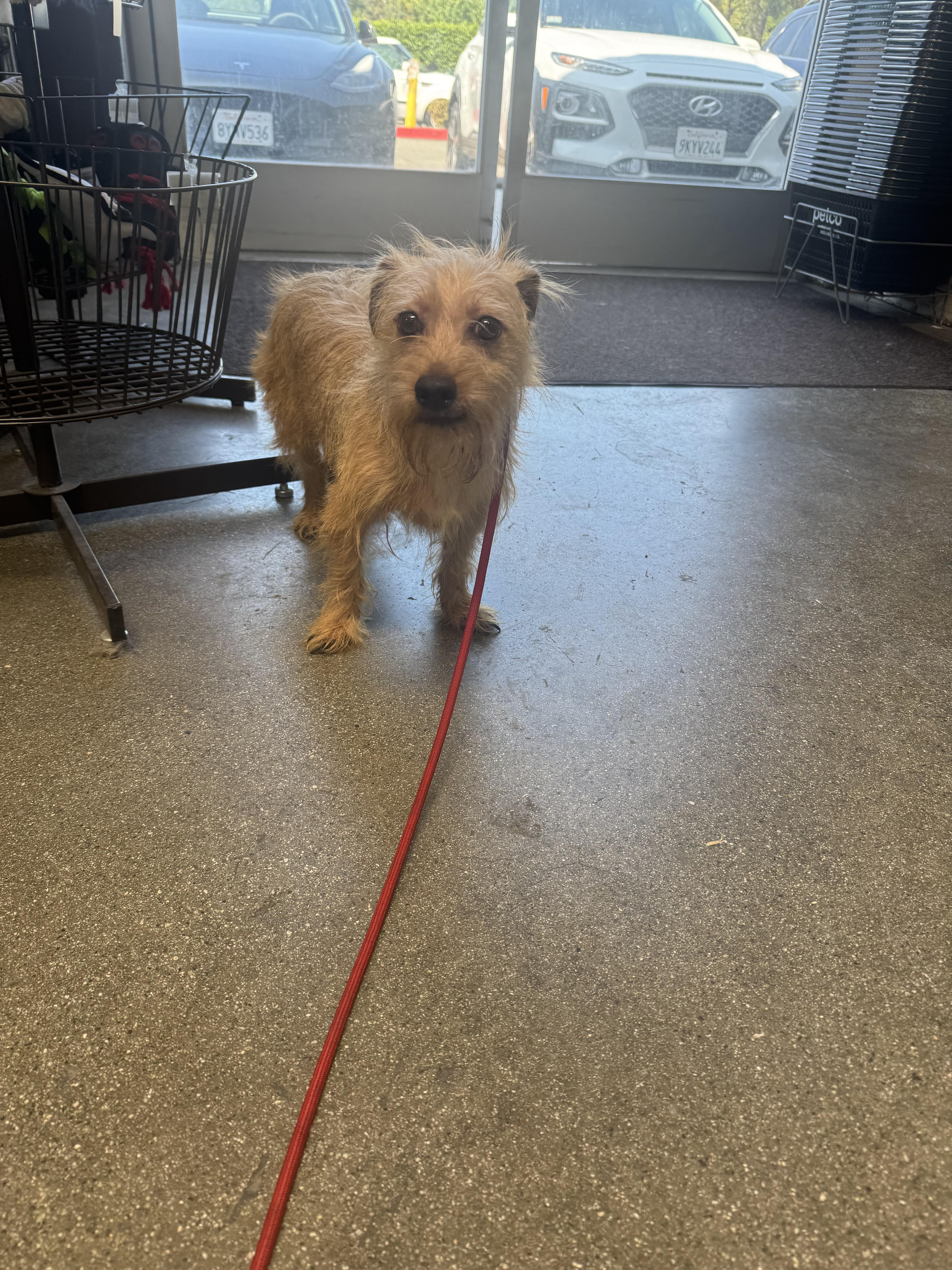 Spencer, a Adoptable mixed breed in Los Angeles, CA image 4/6