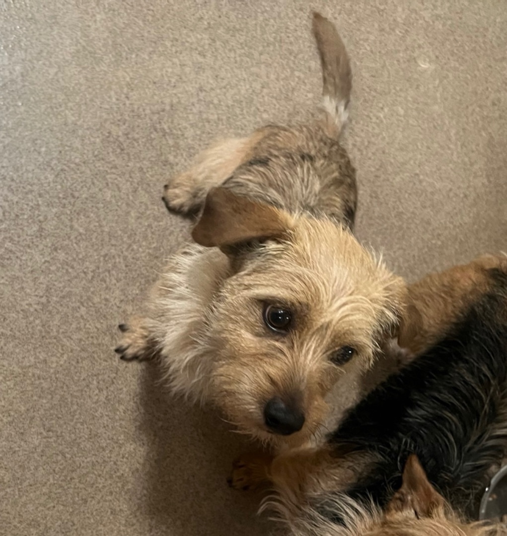 Spencer, a Adoptable mixed breed in Los Angeles, CA image 5/6