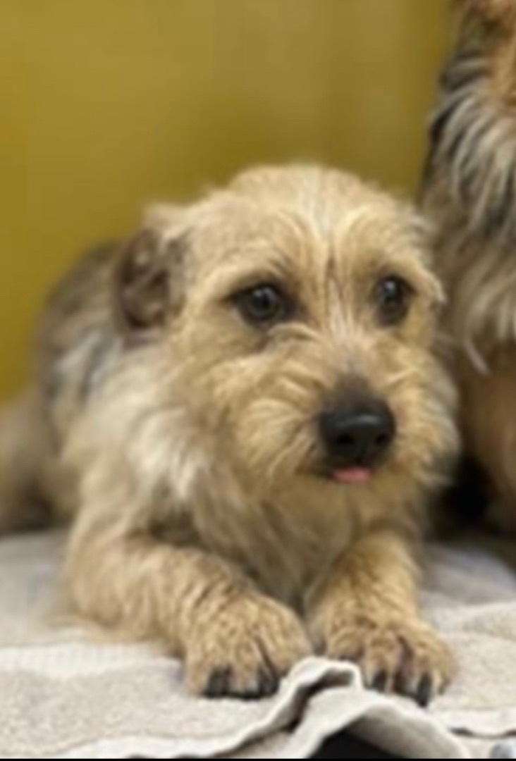 Spencer, a Adoptable mixed breed in Los Angeles, CA image 6/6