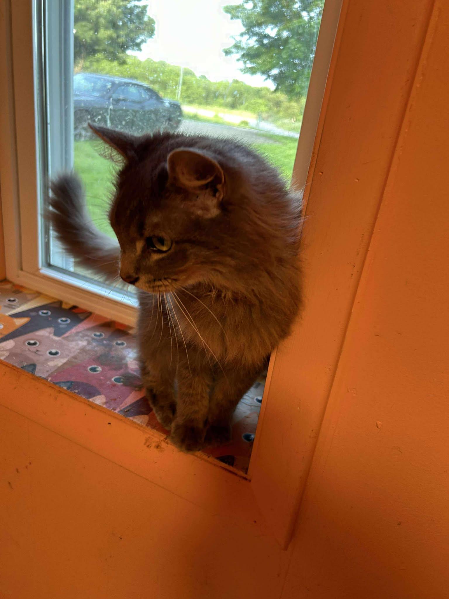 Piper, Adult Female unknown