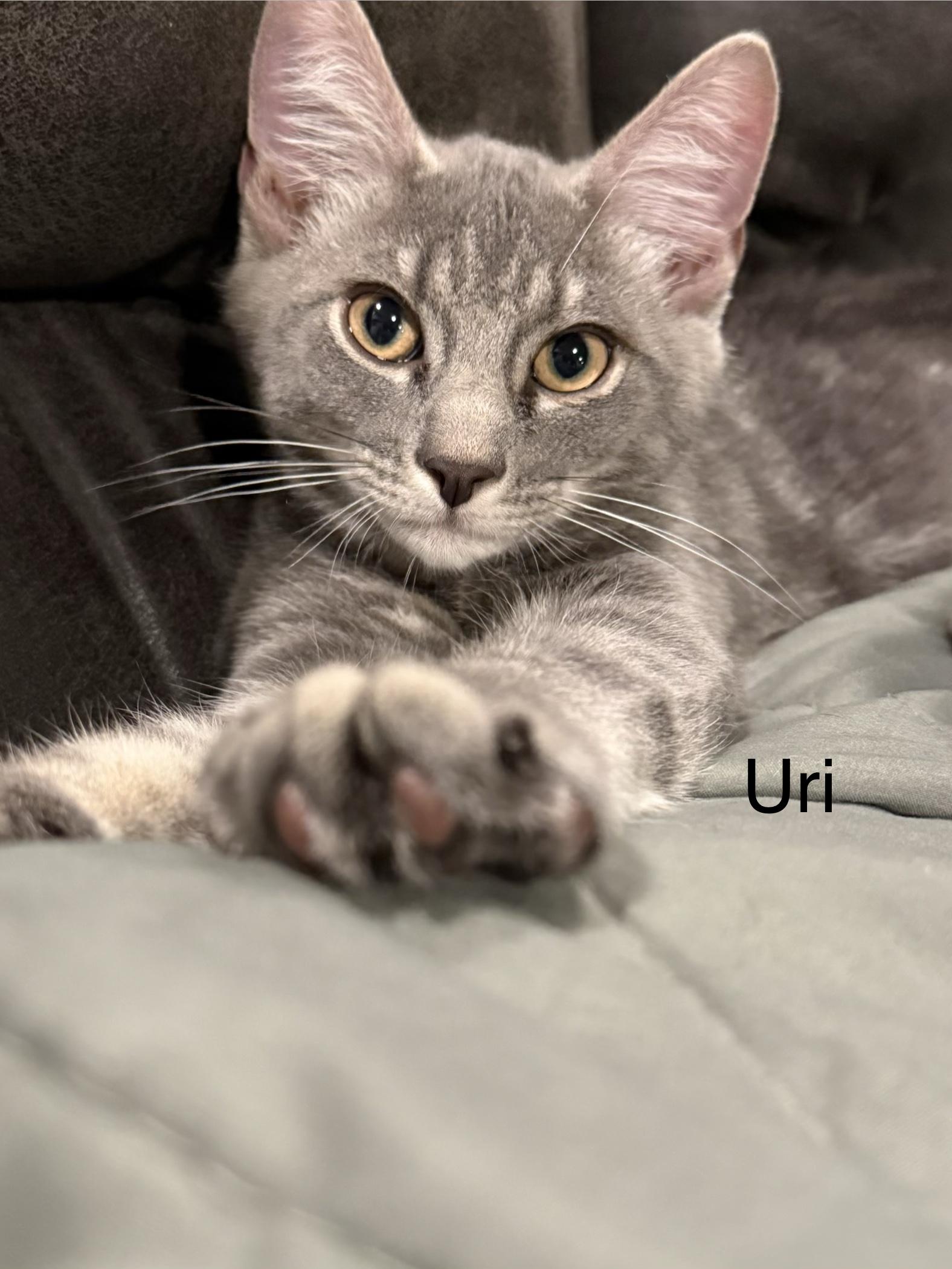 Uri, adopted, Kitten Male Domestic Short Hair.